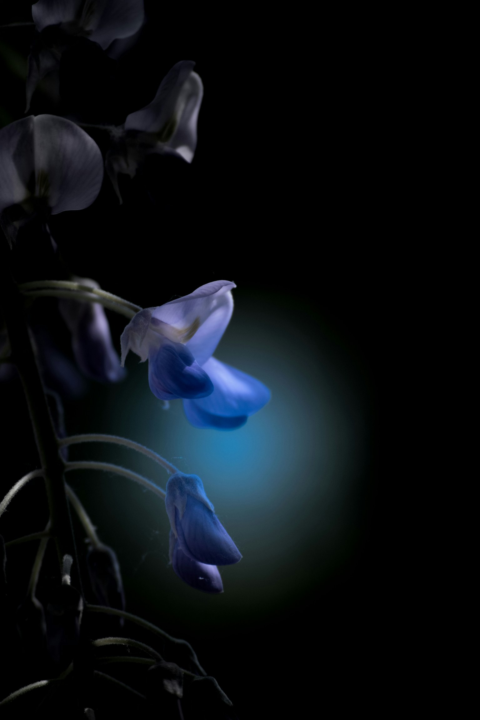 Gros plan de fleurs bleues sur fond sombre