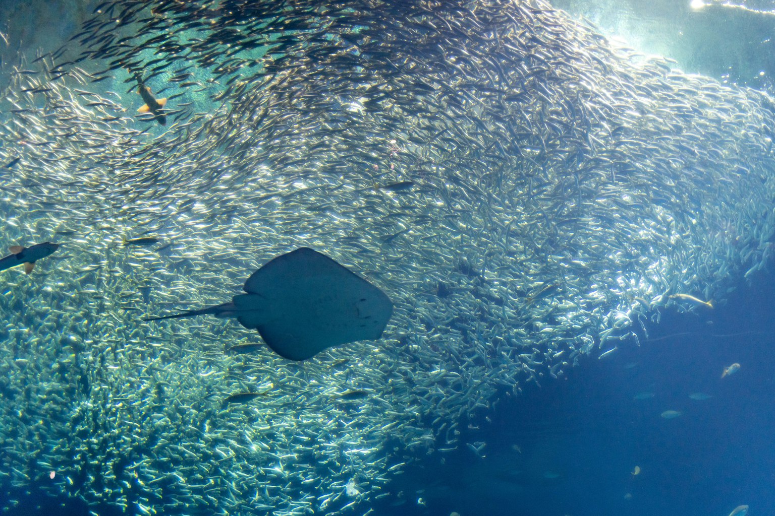 Una manta che nuota tra un banco di pesci in acqua chiara