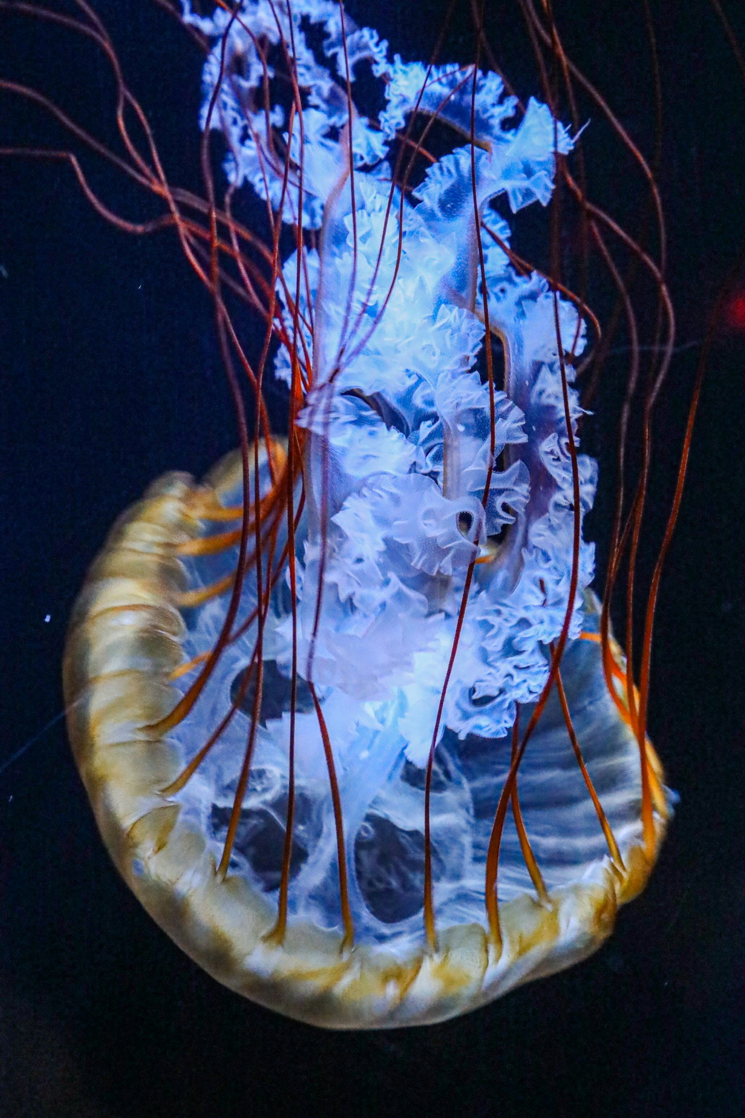Une photographie d'une méduse vue d'en dessous émettant une lumière bleue avec de longs tentacules et un corps translucide