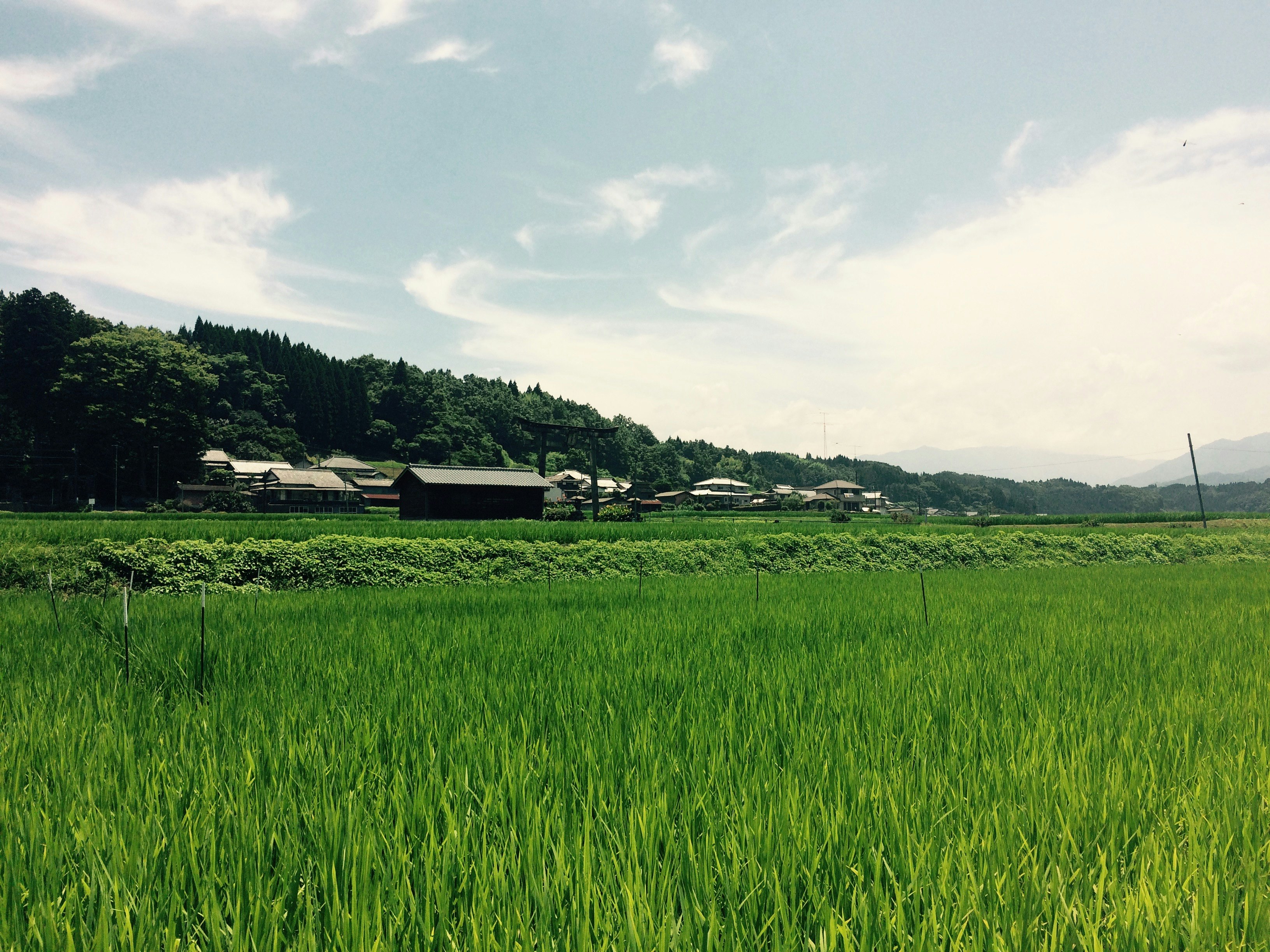 A peaceful rural landscape with green rice fields and a village in the distance