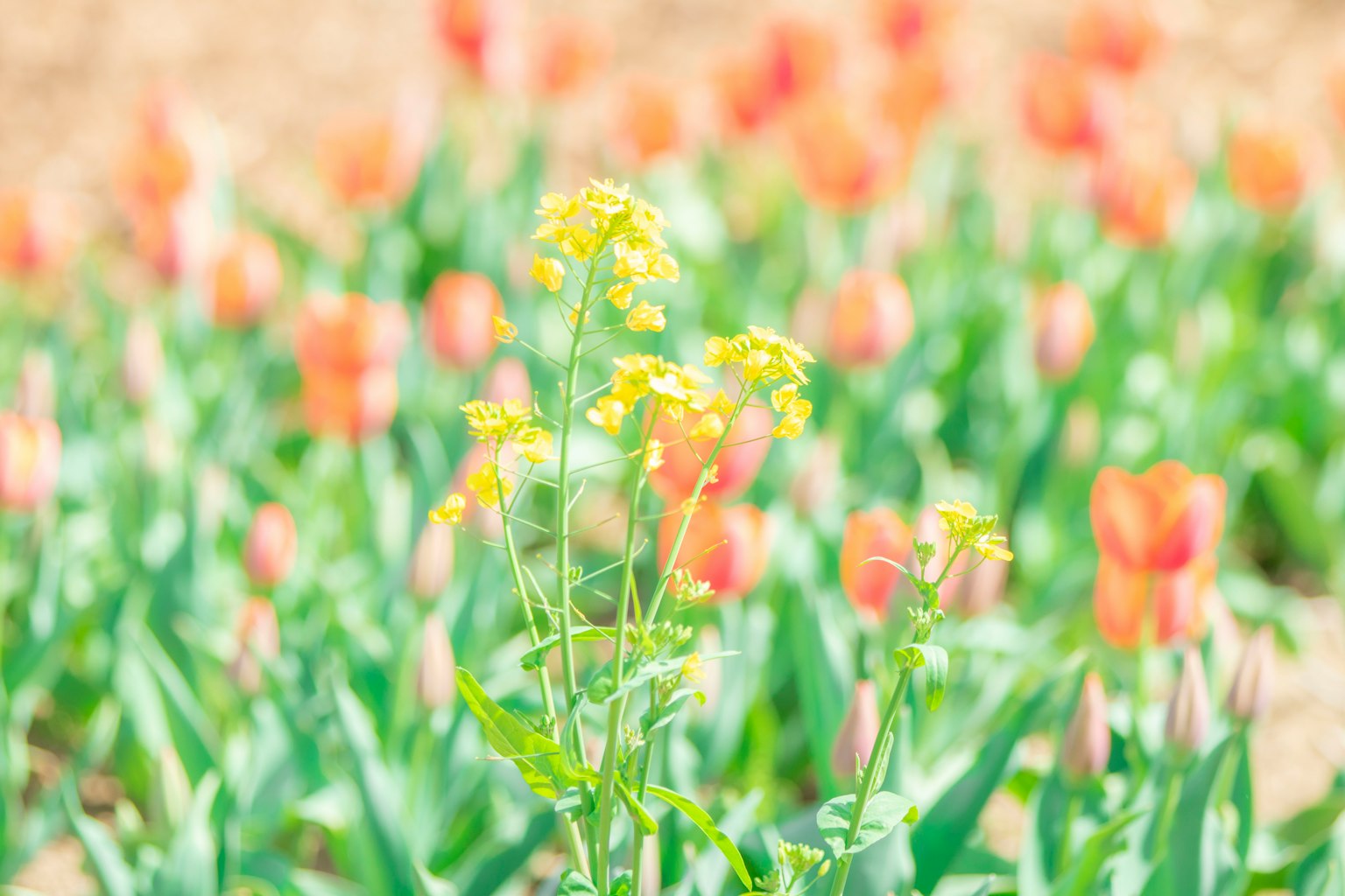 Un campo con un fiore giallo a fuoco e tulipani arancioni sullo sfondo