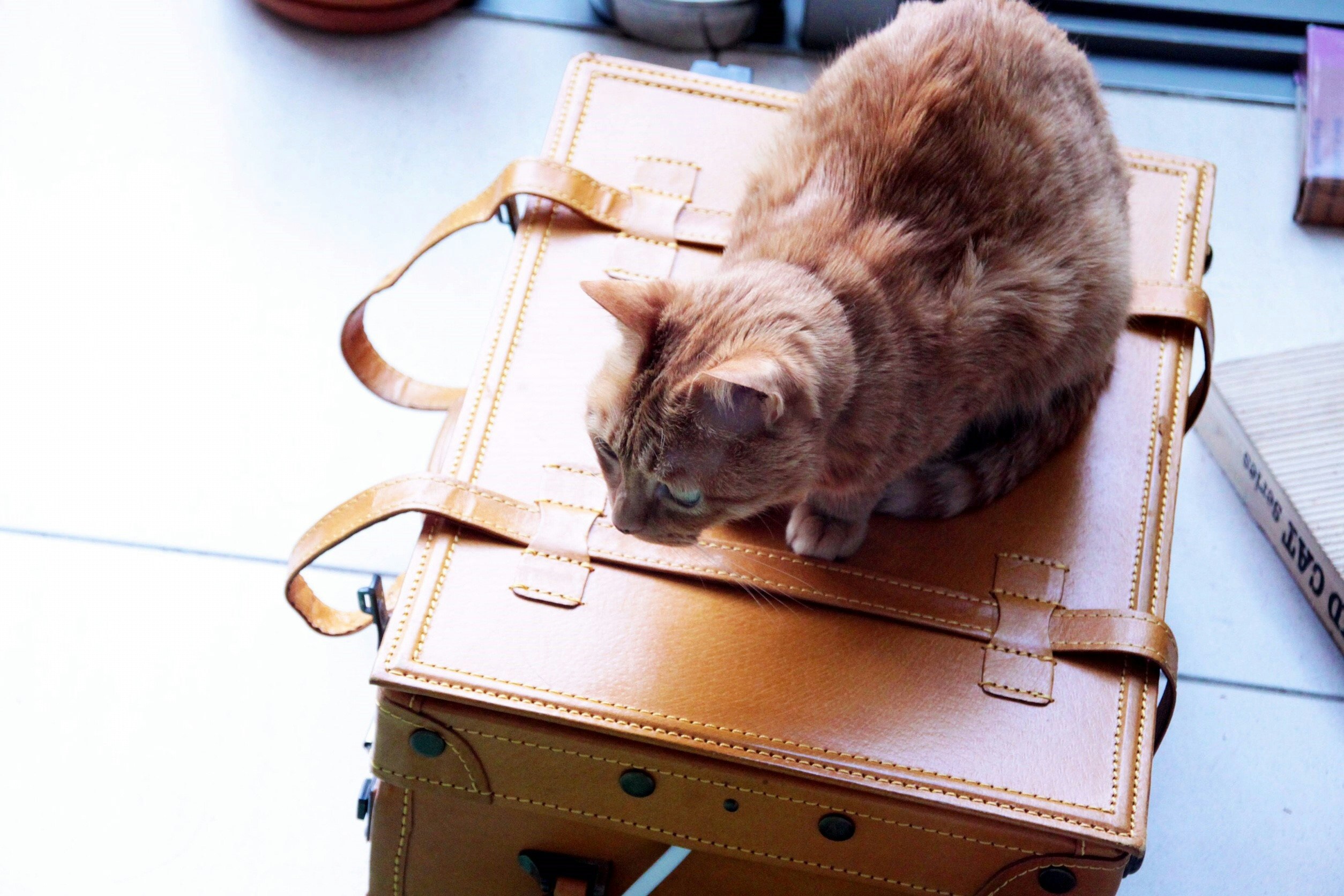 anak kucing beristirahat di dalam tas kulit kecil