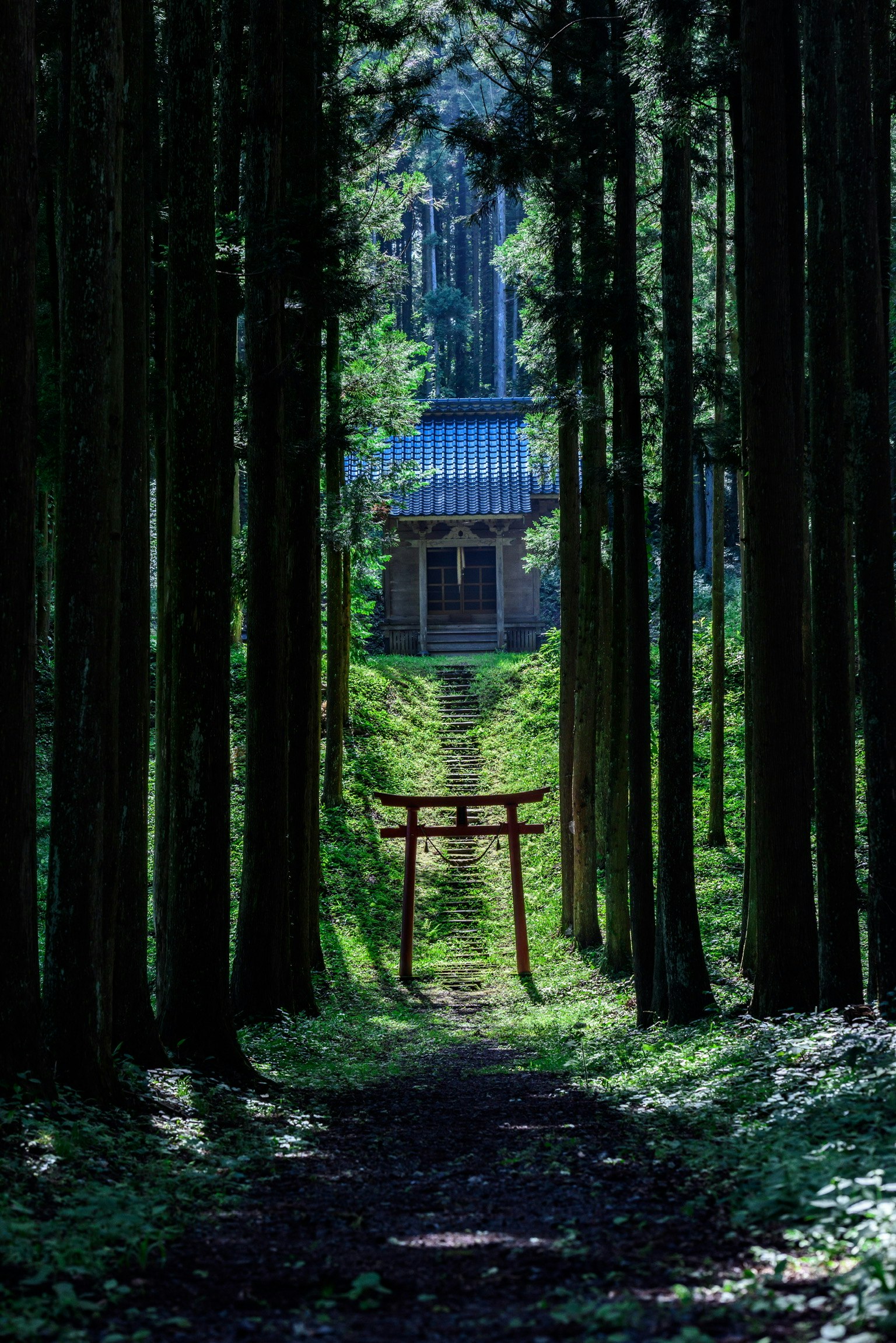 茂密森林中的小路，远处有一个鸟居和一个神社