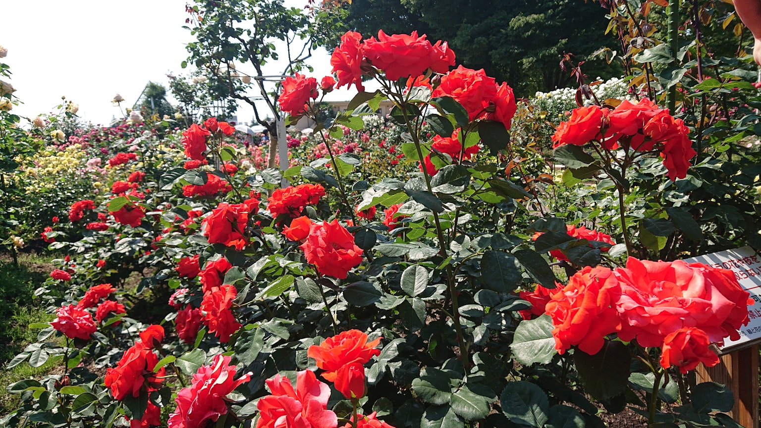 A vibrant garden filled with blooming red roses
