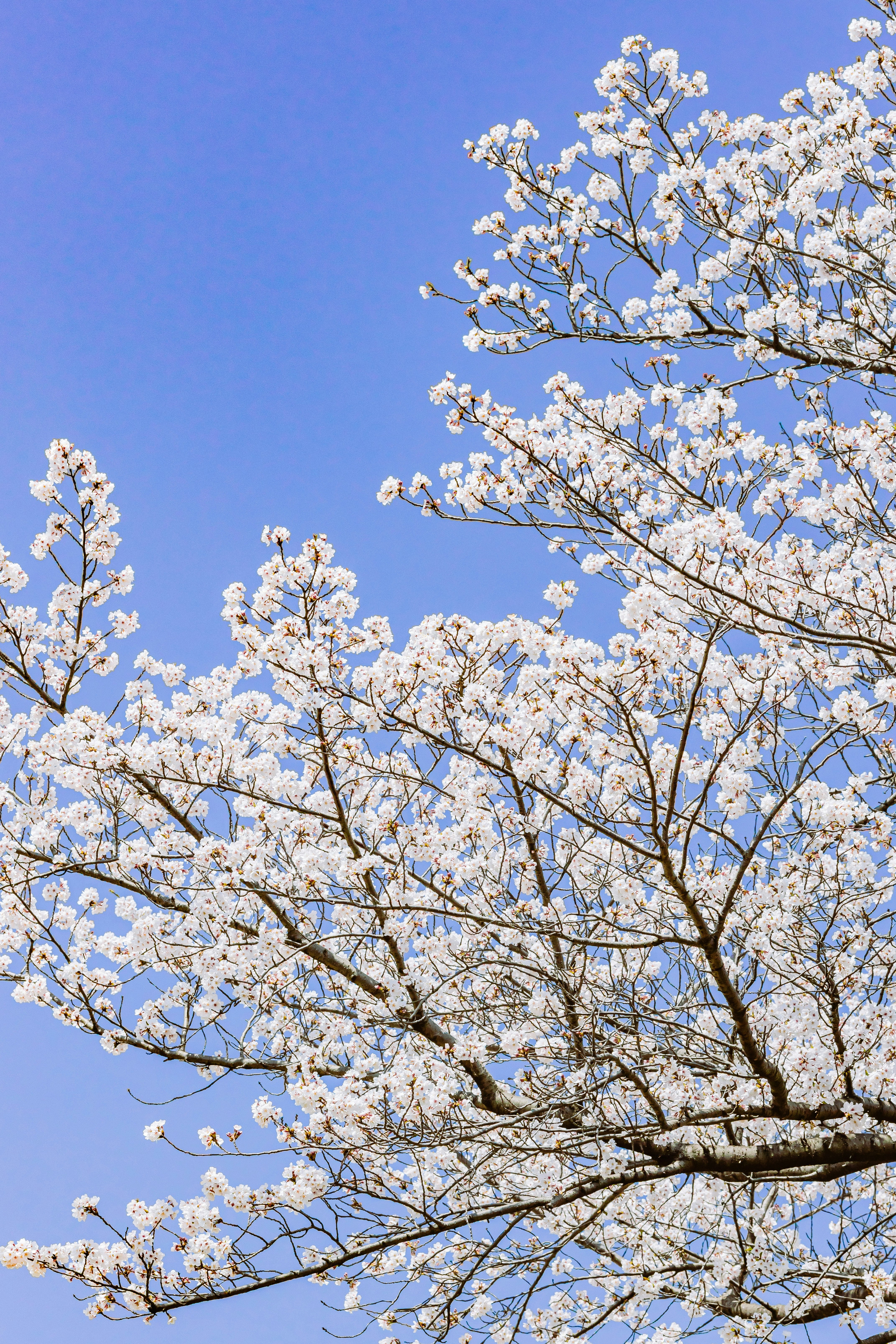 青空に咲く桜の枝