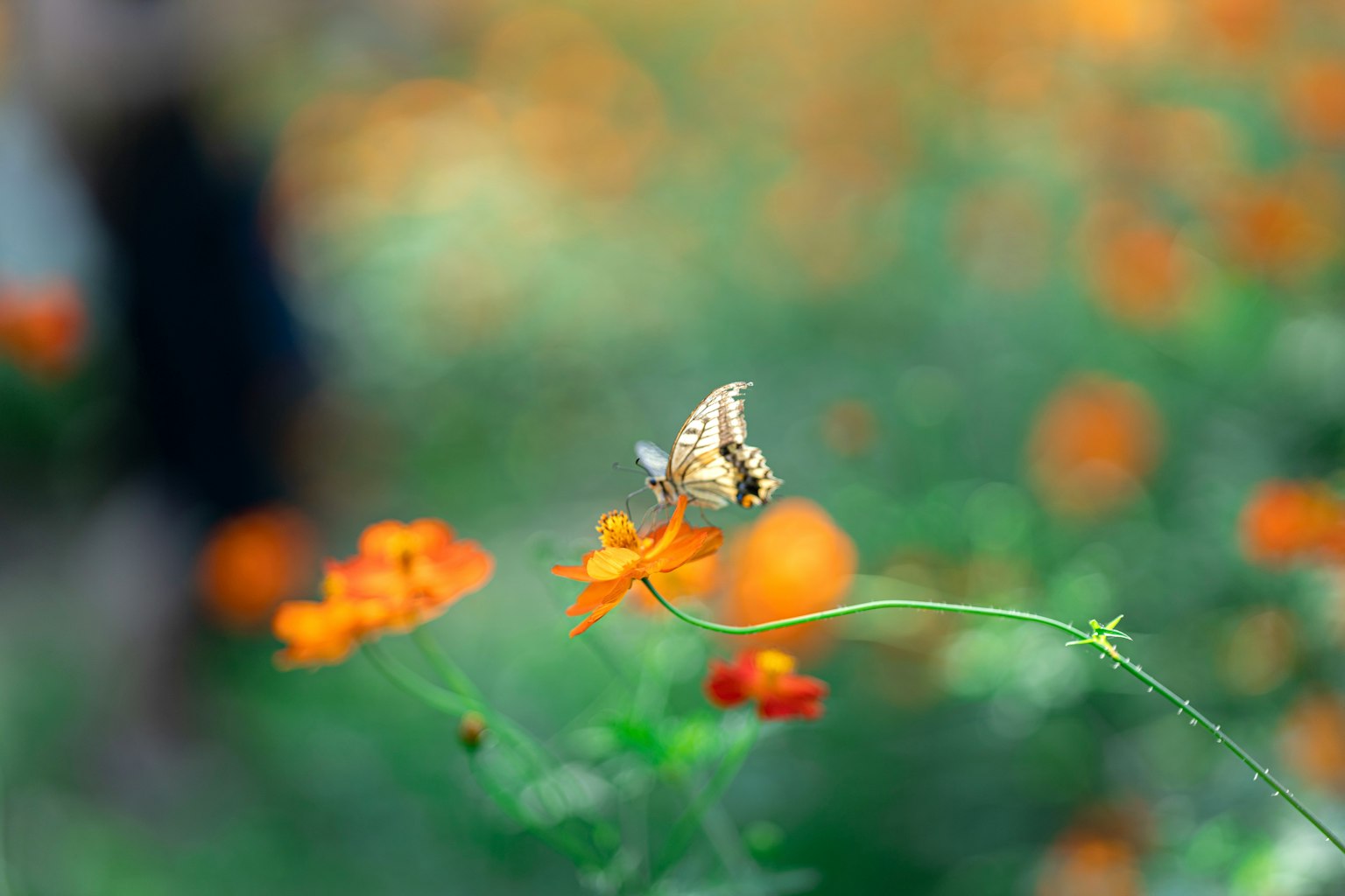 Primo piano di una farfalla che si posa su un fiore arancione con fiori sfocati sullo sfondo