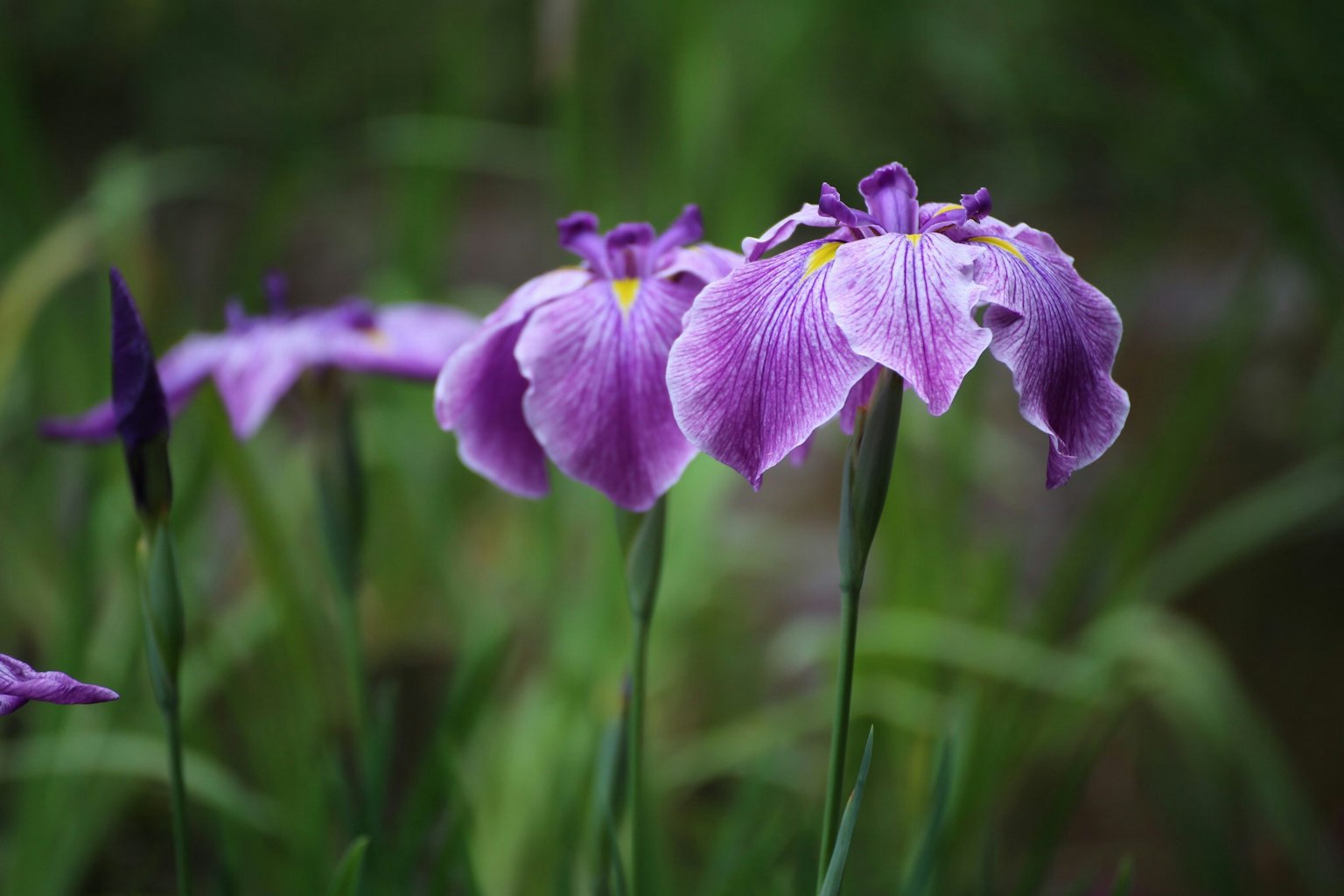 紫色花朵盛开,花瓣开放,背景为绿色