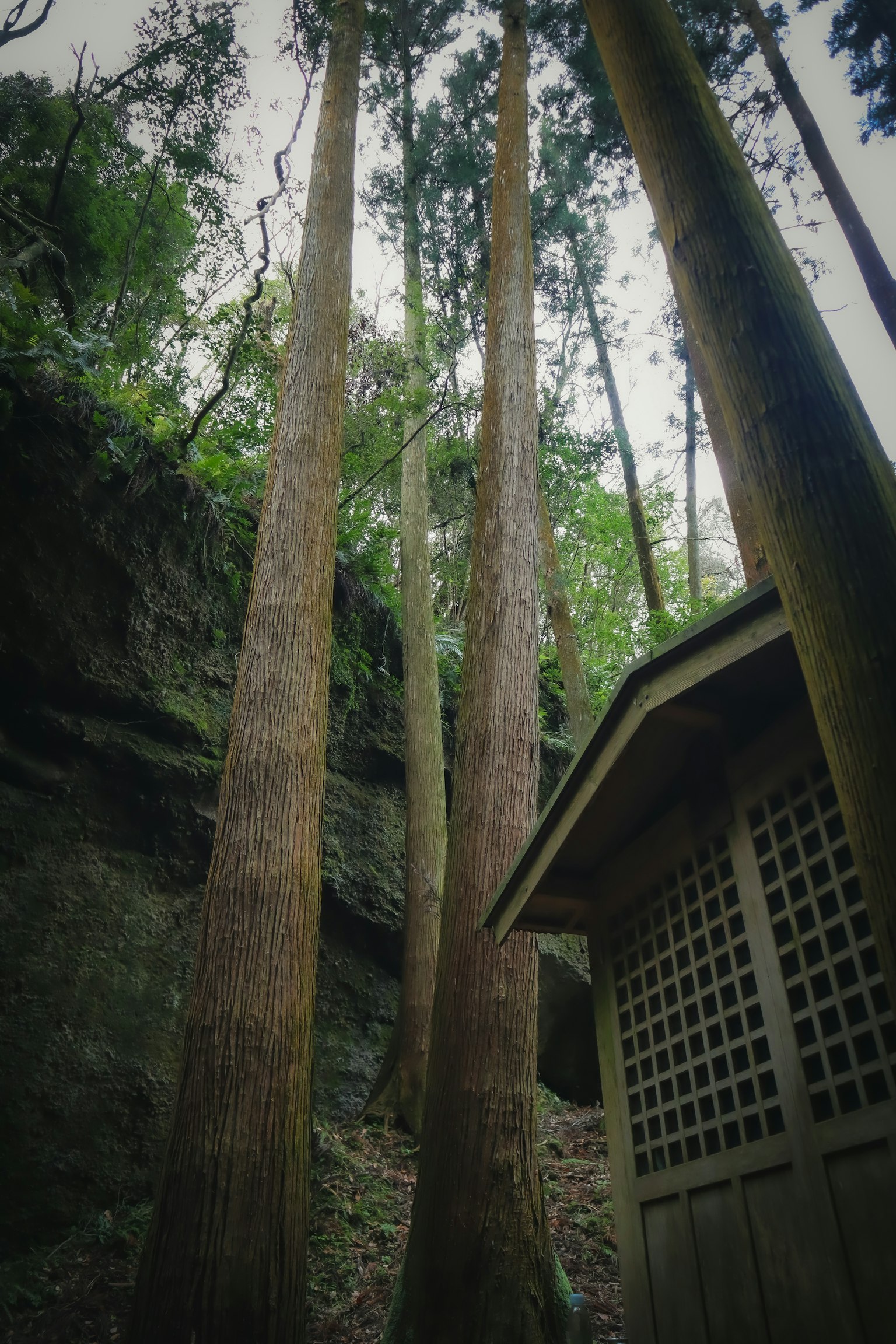 De grands arbres à côté d'une petite cabane dans un cadre forestier tranquille