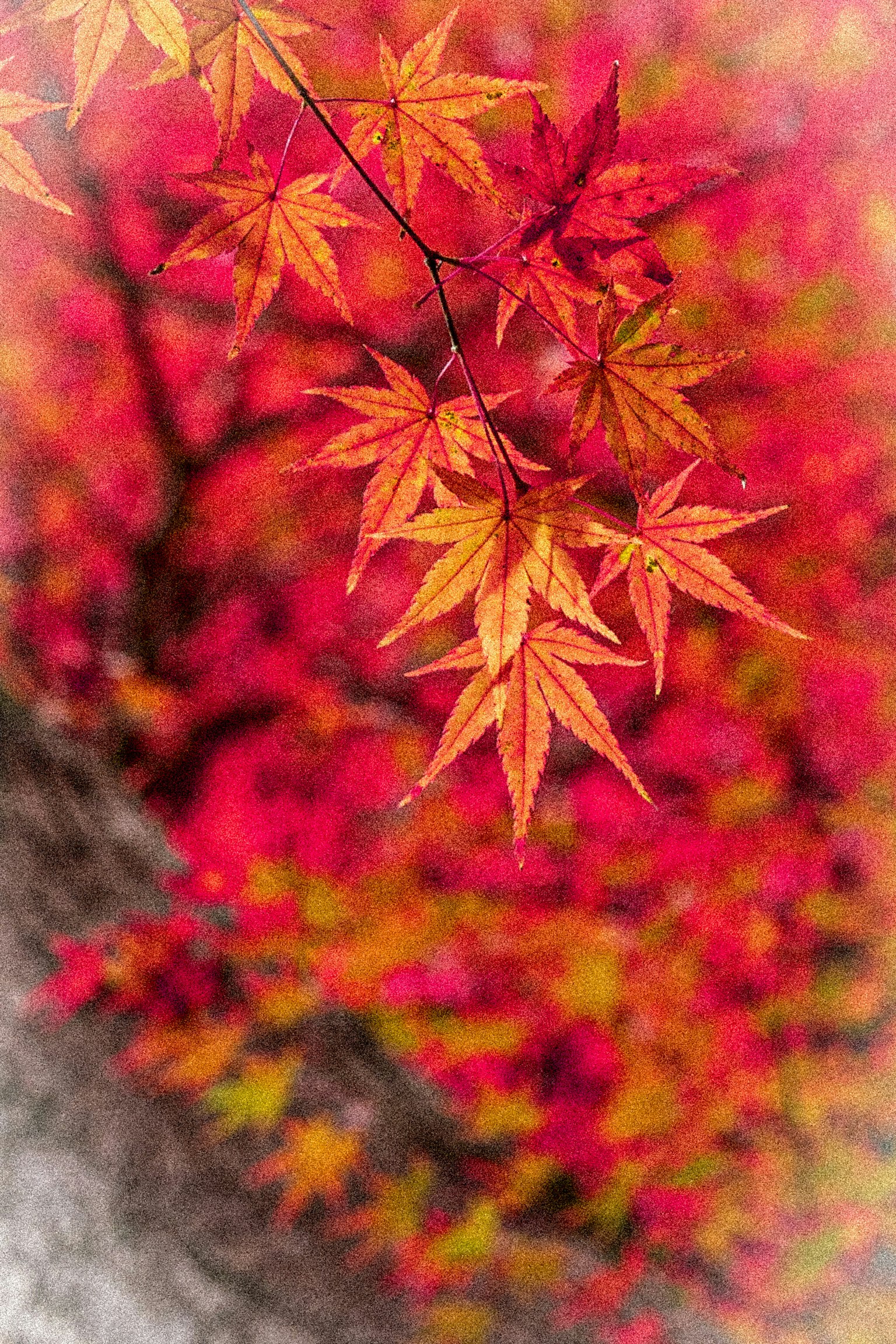 鮮やかな赤とオレンジのもみじの葉が背景にぼかしを伴って映える