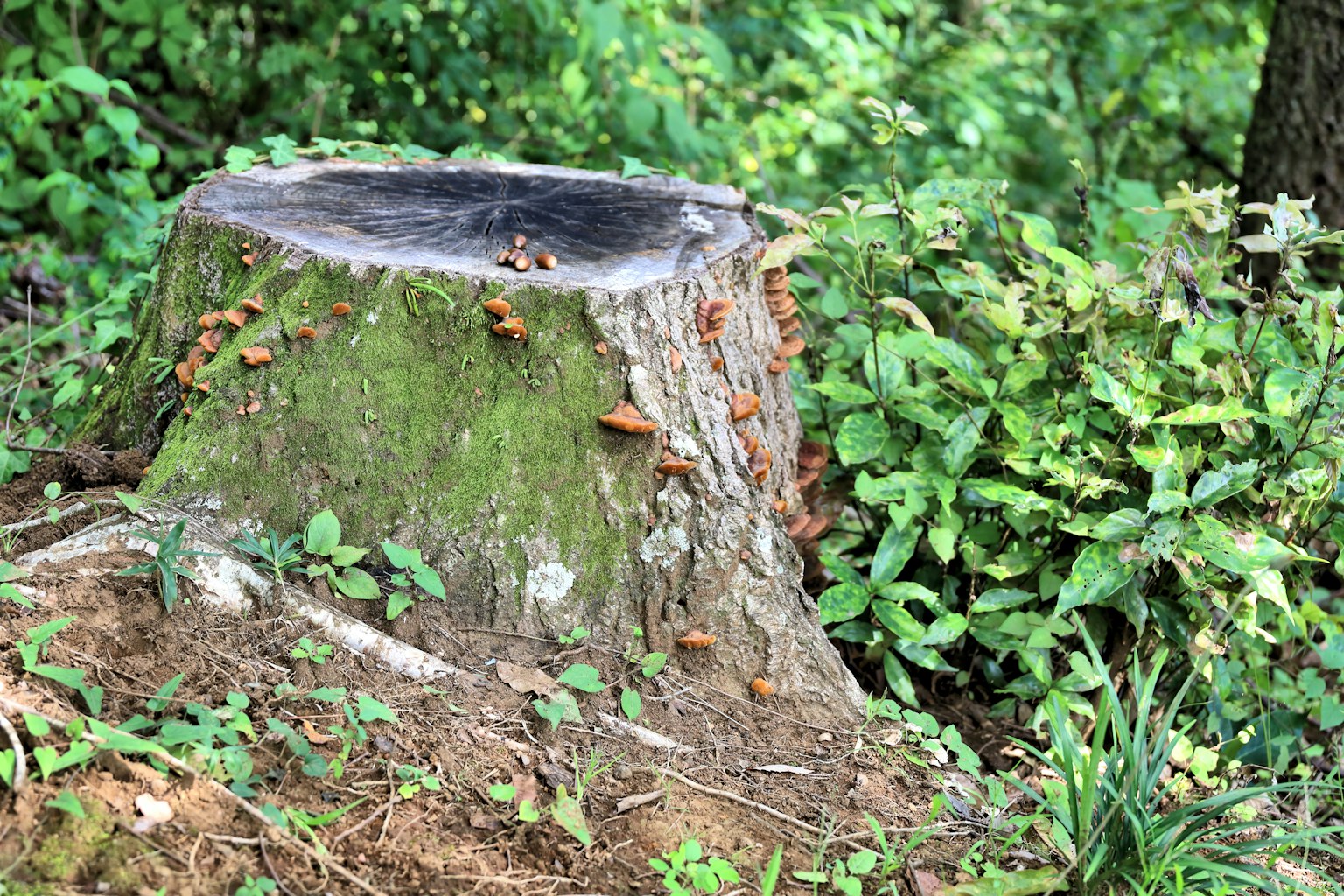 Souche d'arbre entourée de feuillage vert