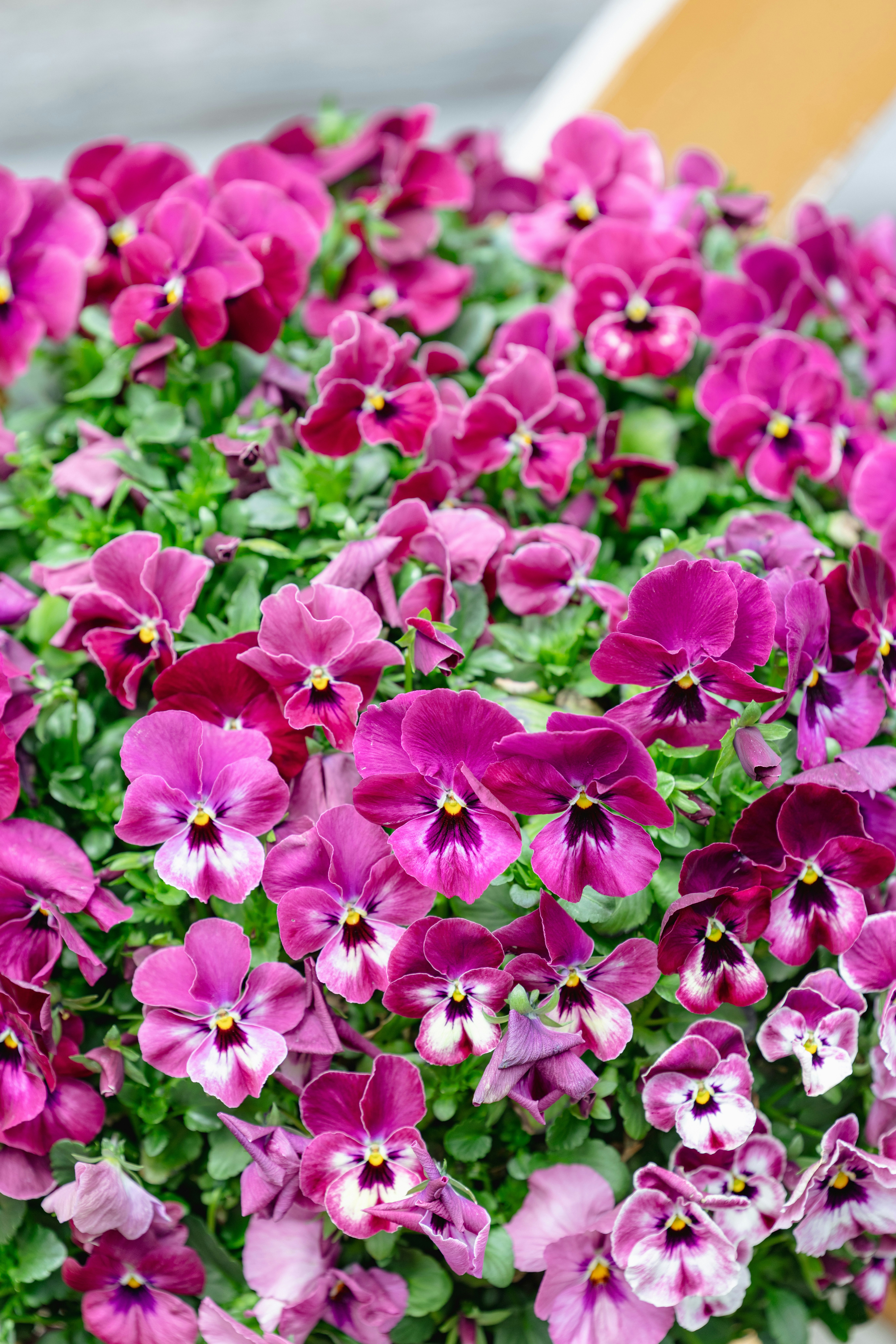 パンジーの花が密集して咲くクローズアップ