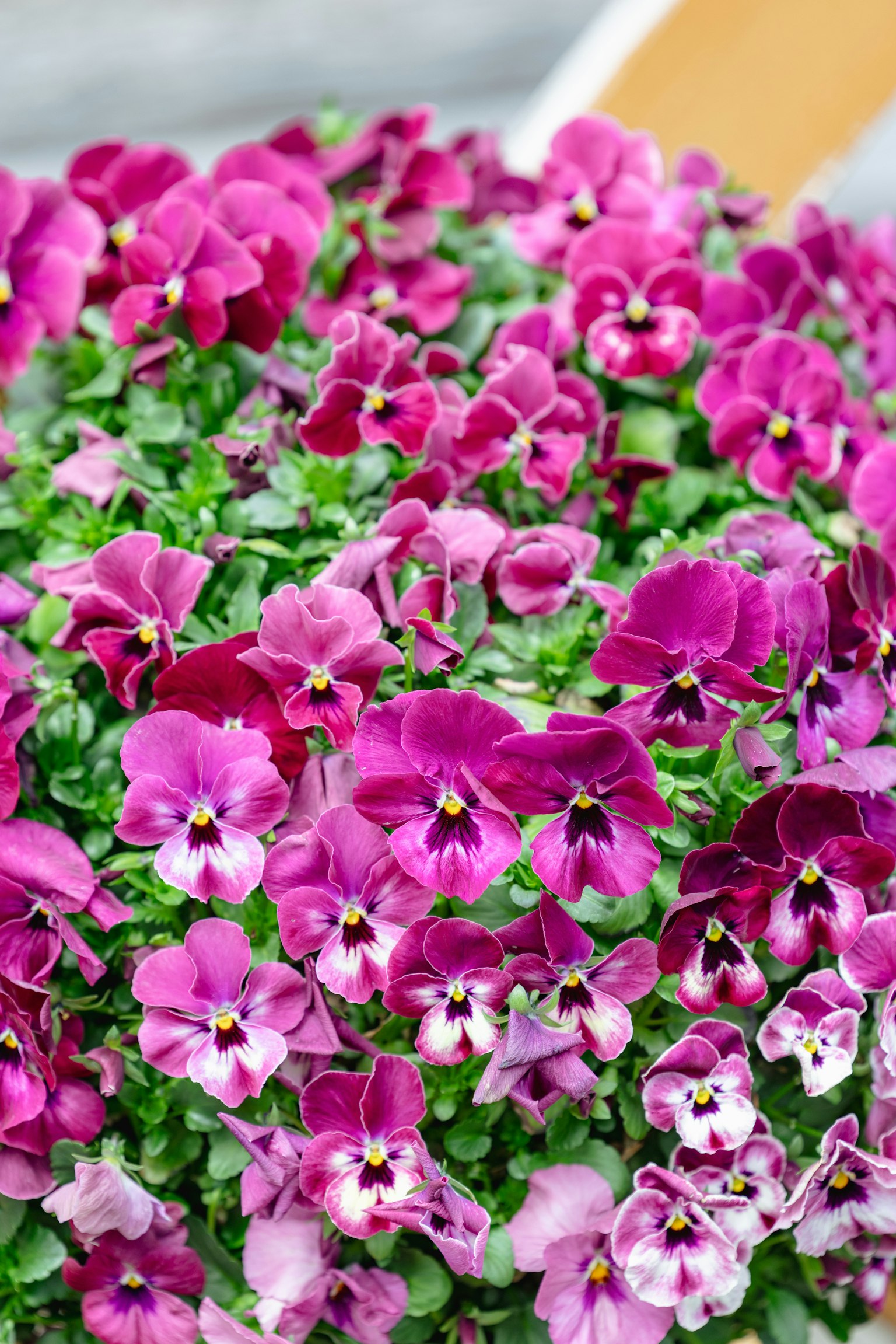 Fleurs de pensée violettes éclatantes fleurissant dans un jardin
