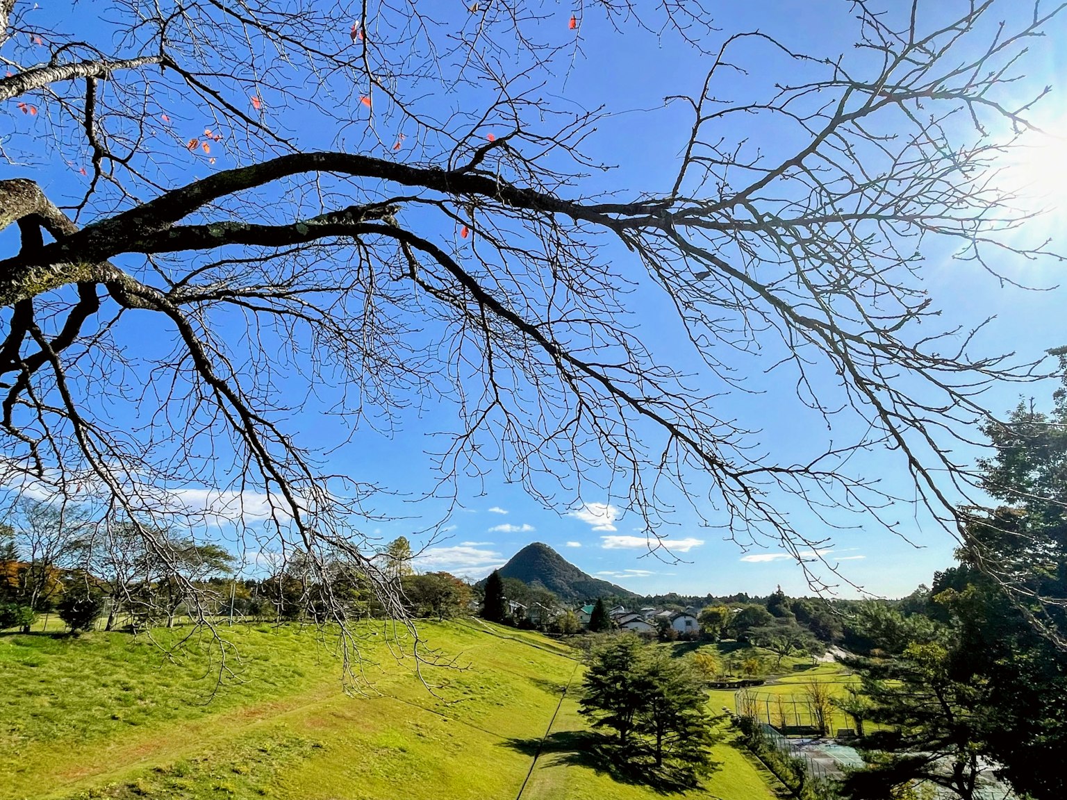 Ramo di un albero con cielo blu chiaro e colline verdi sullo sfondo