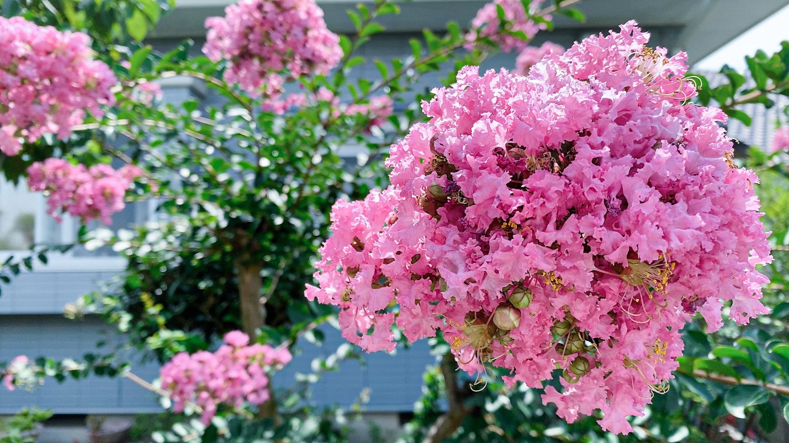 Fiori rosa vivaci che sbocciano su un ramo di mirto crepe