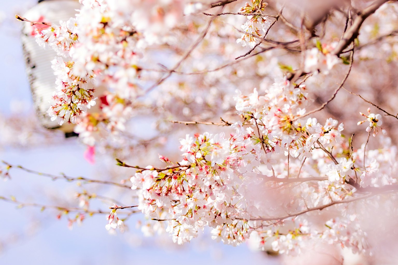 Primo piano di fiori di ciliegio con petali rosa pallido contro un cielo blu