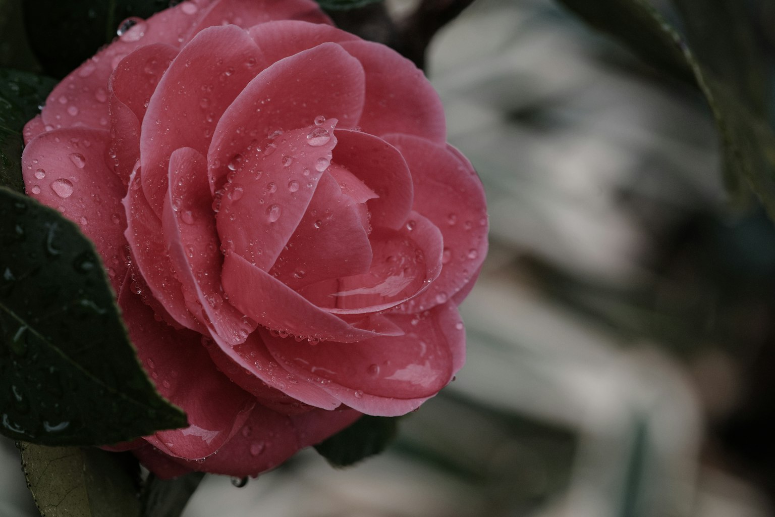 Flor de camelia rosa con gotas de agua y hojas verdes