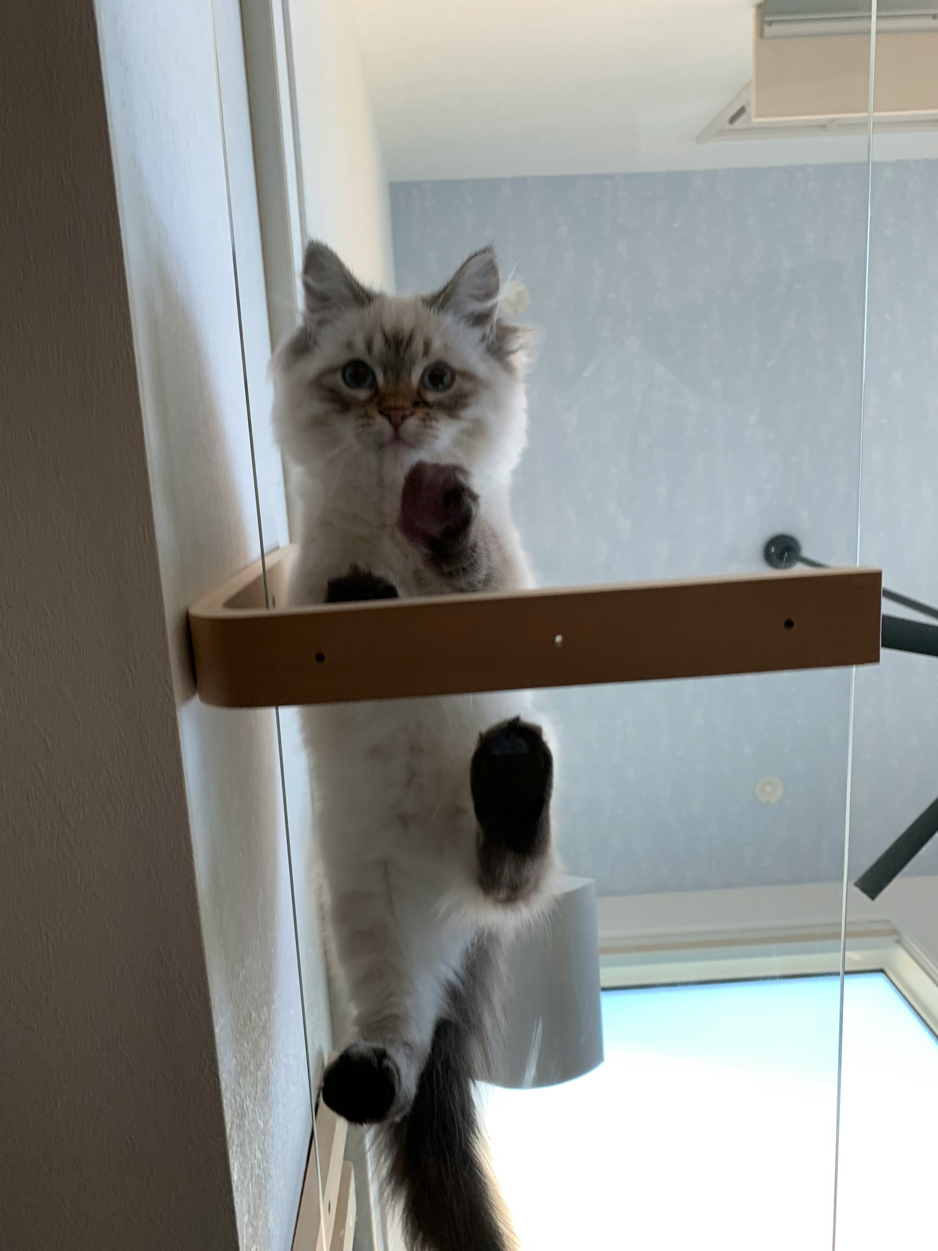 浴室置物架上的猫