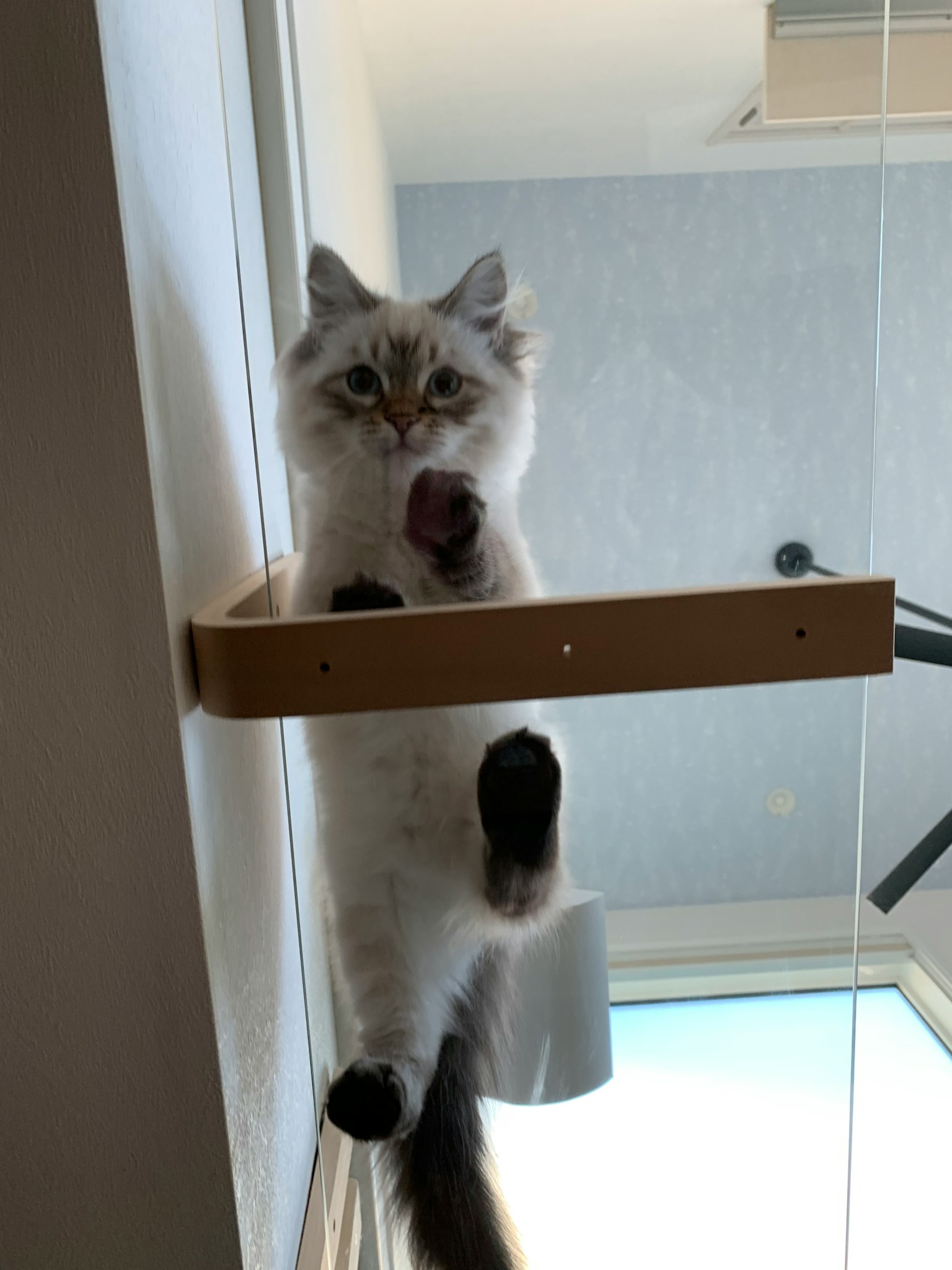 一只猫坐在架子上抬起爪子的样子