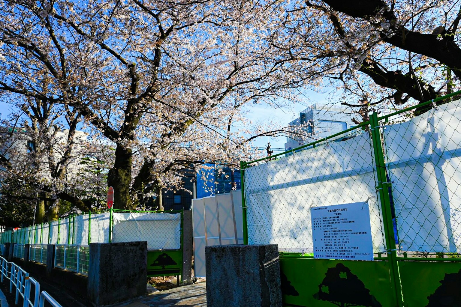 Cerisiers en fleurs près d'une zone clôturée sous un ciel bleu clair