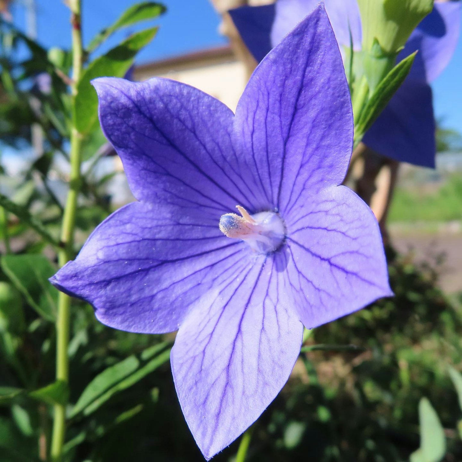 Fiore viola vibrante che fiorisce sotto il cielo blu