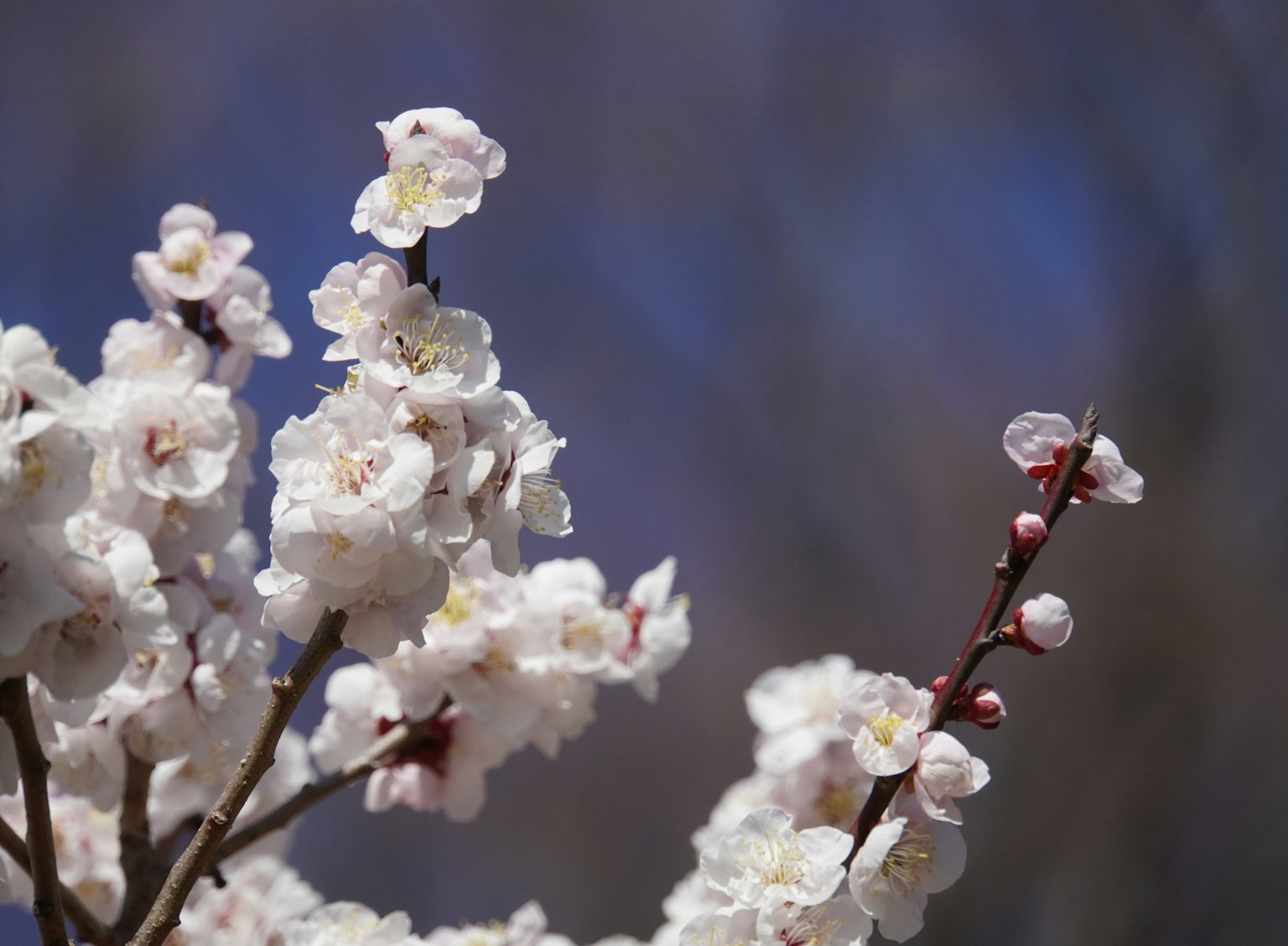 特写盛开白花的树枝