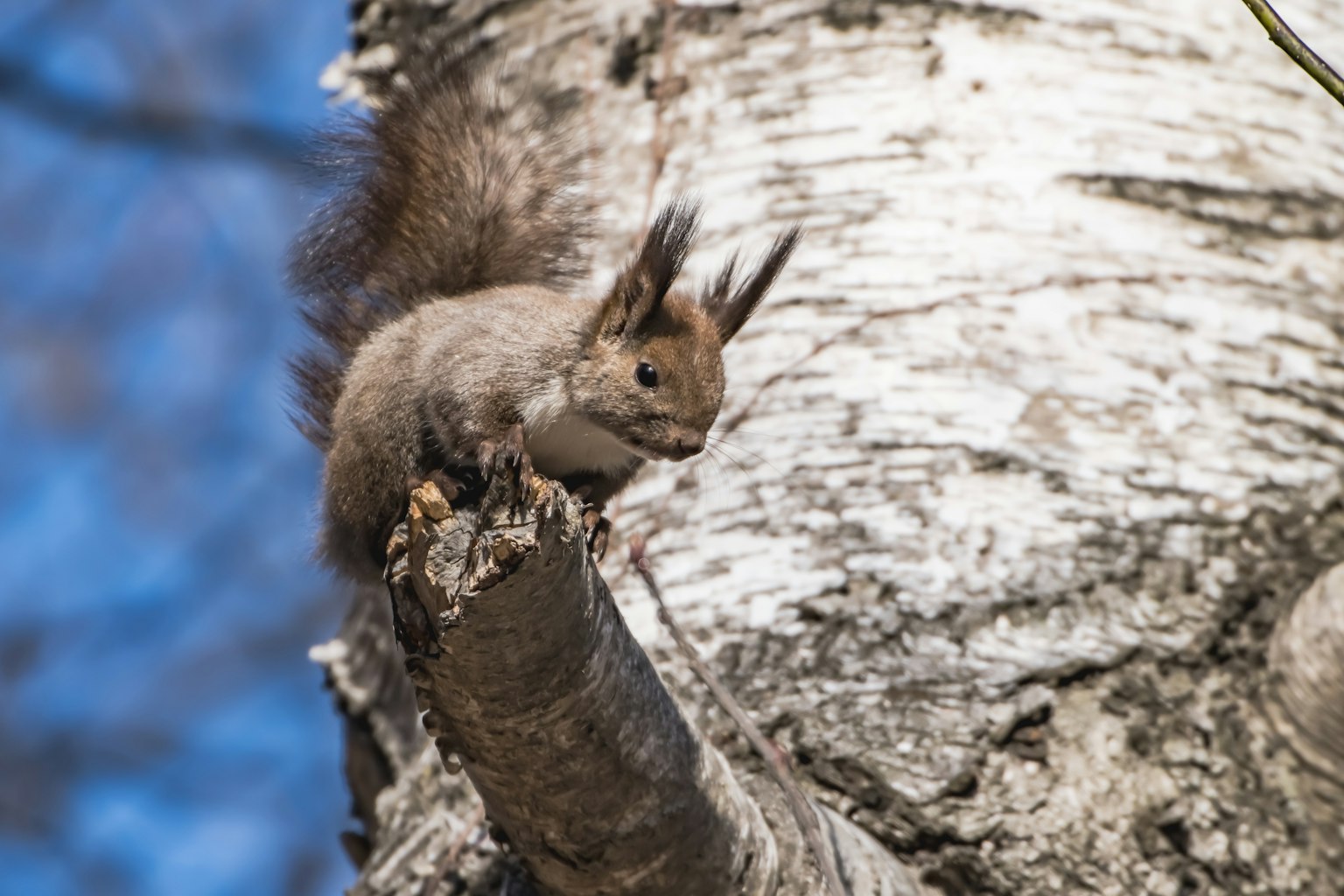 Un écureuil perché sur une branche d'arbre