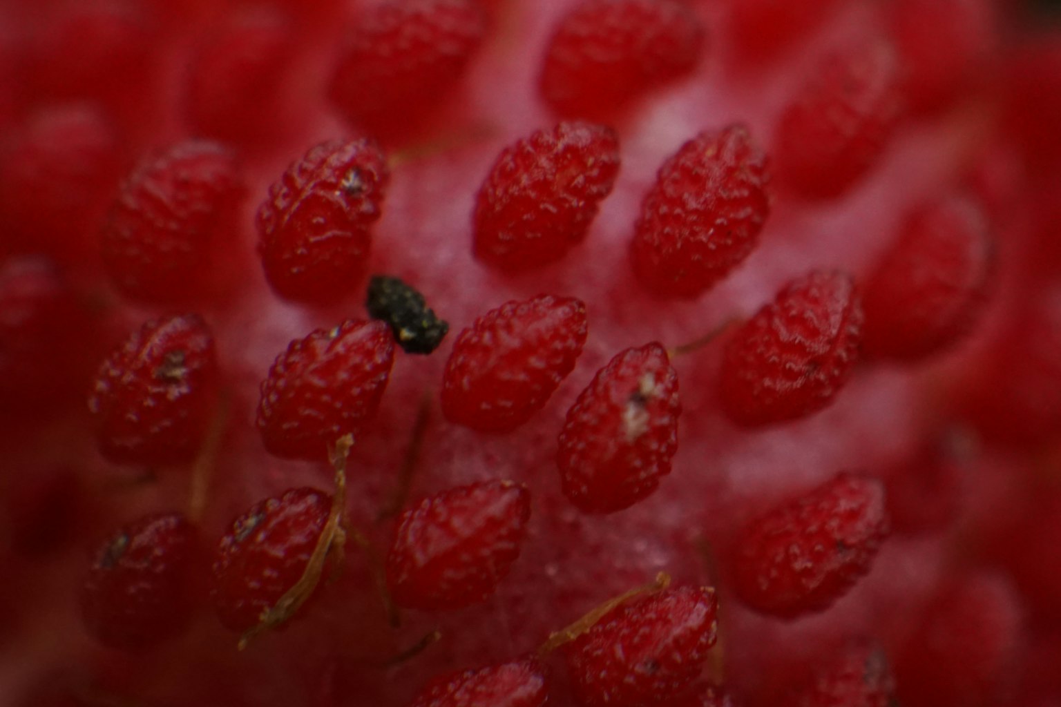 Close-up of red strawberry seeds