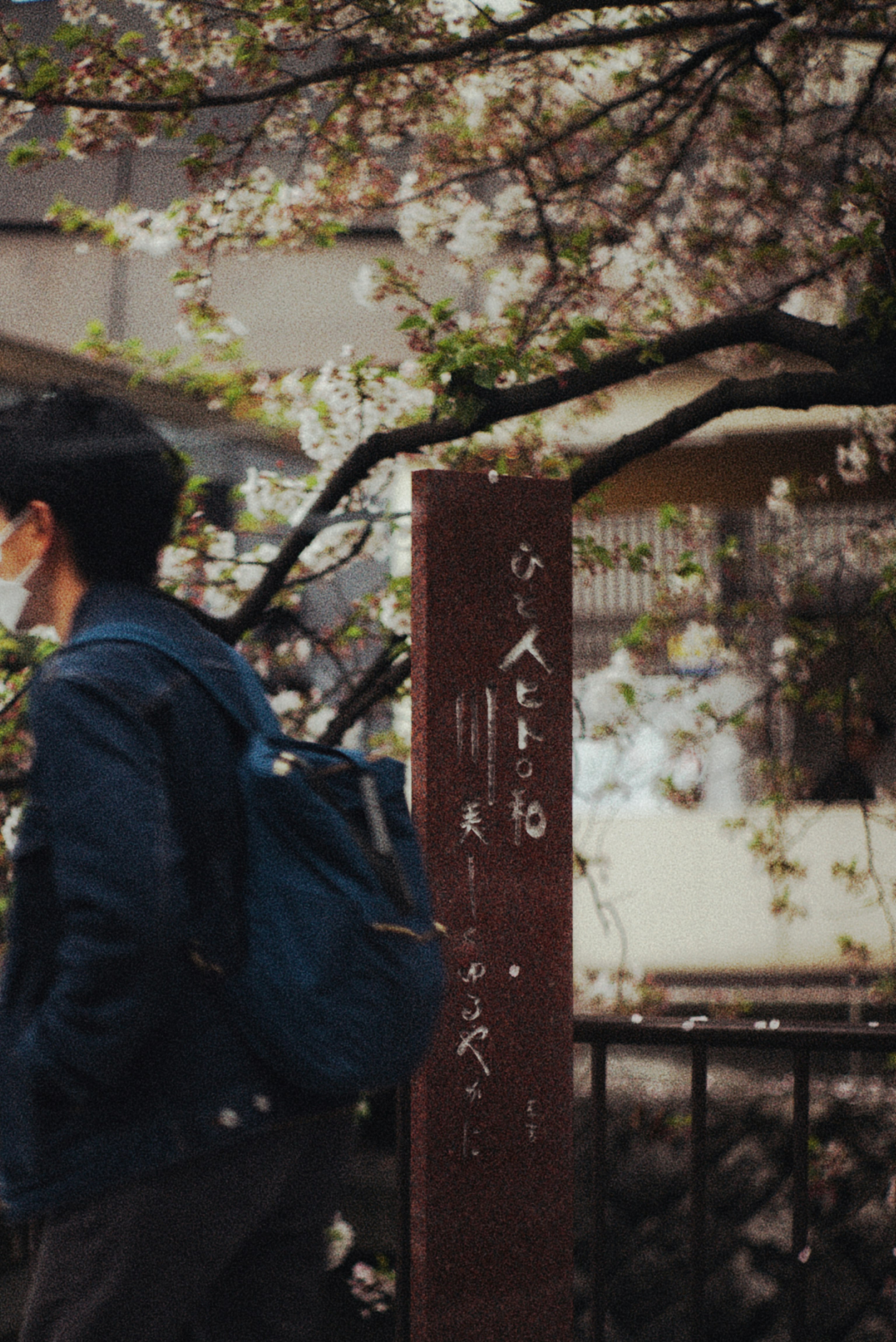 雨上がりの木屋町通りで桜の枝と傘のある路地風景