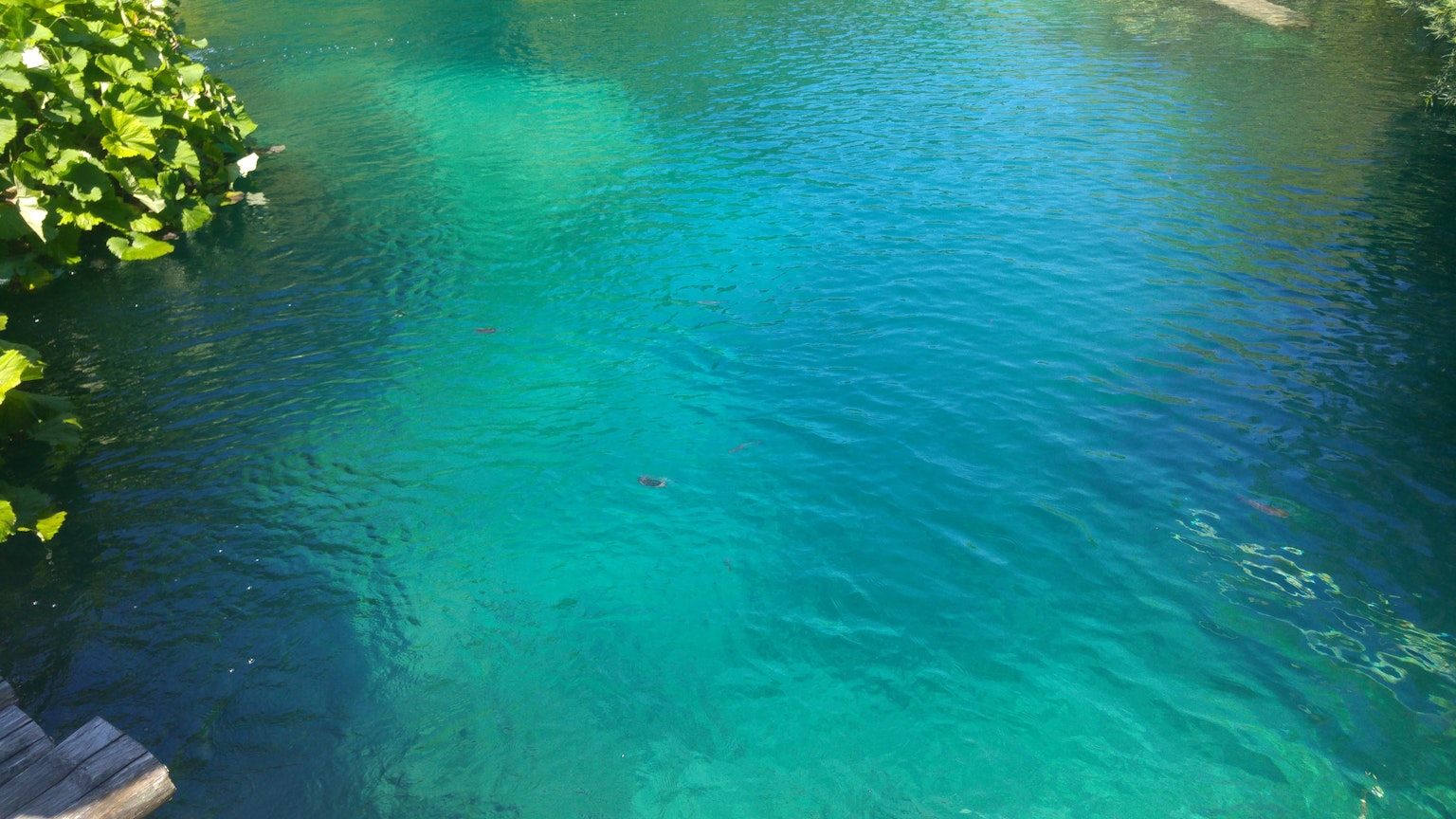 Étang serein avec de l'eau turquoise vibrante et un feuillage vert luxuriant