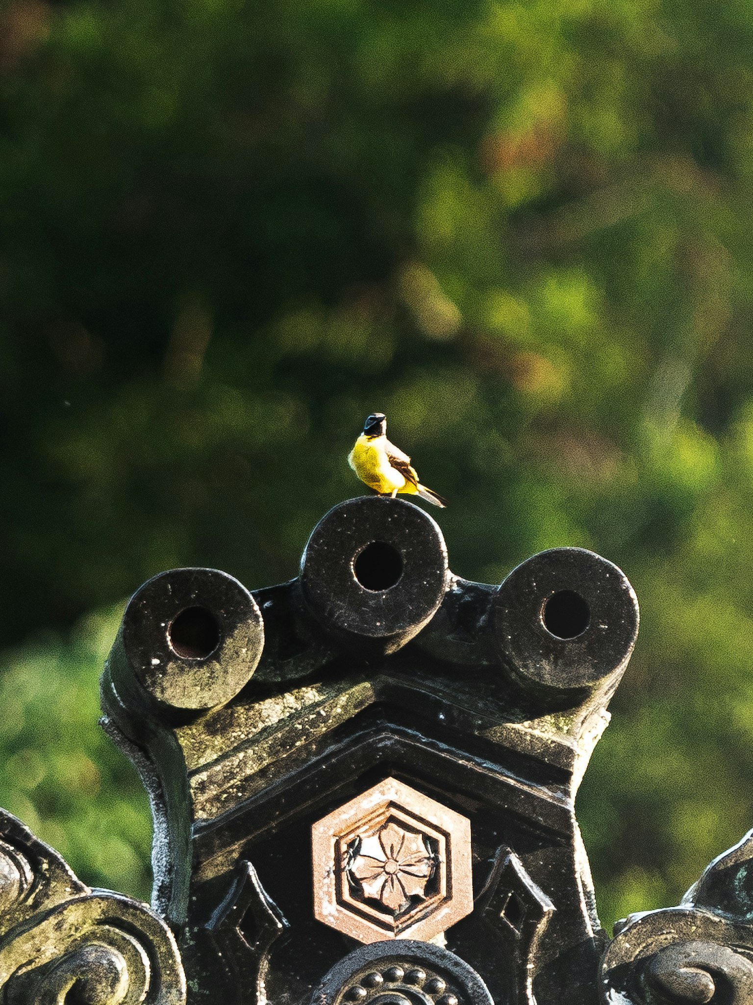 Uccello giallo posato su una decorazione nera ornata