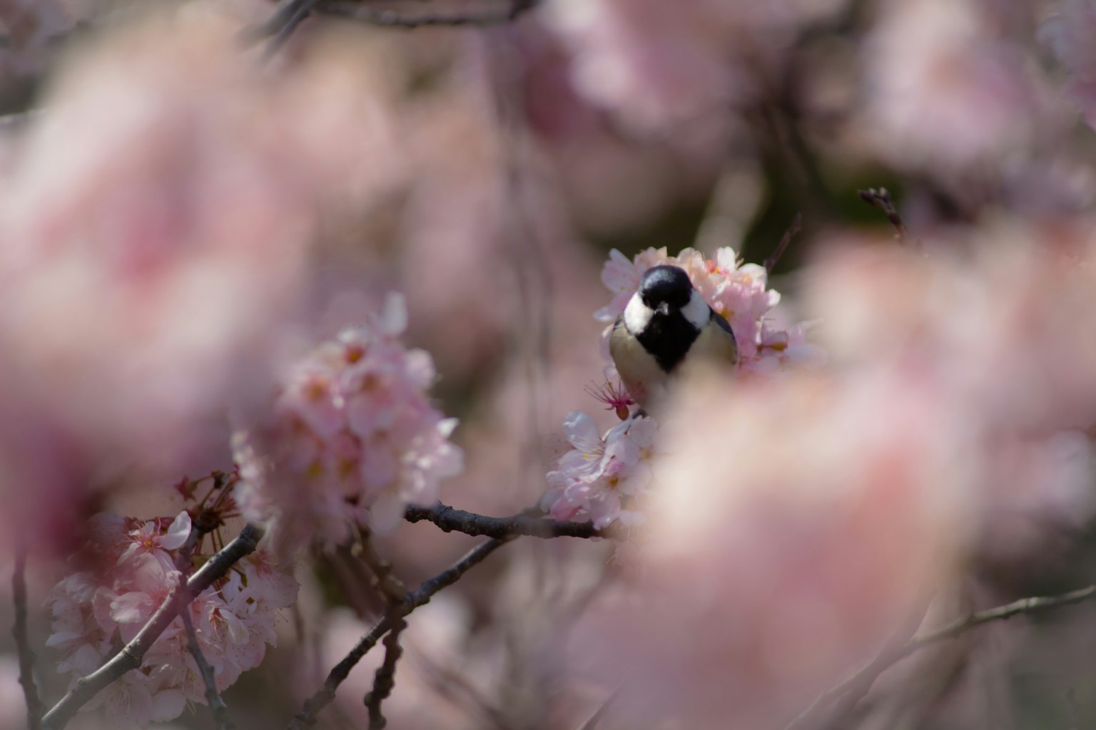 Close-up photo of a small bird among cherry blossoms