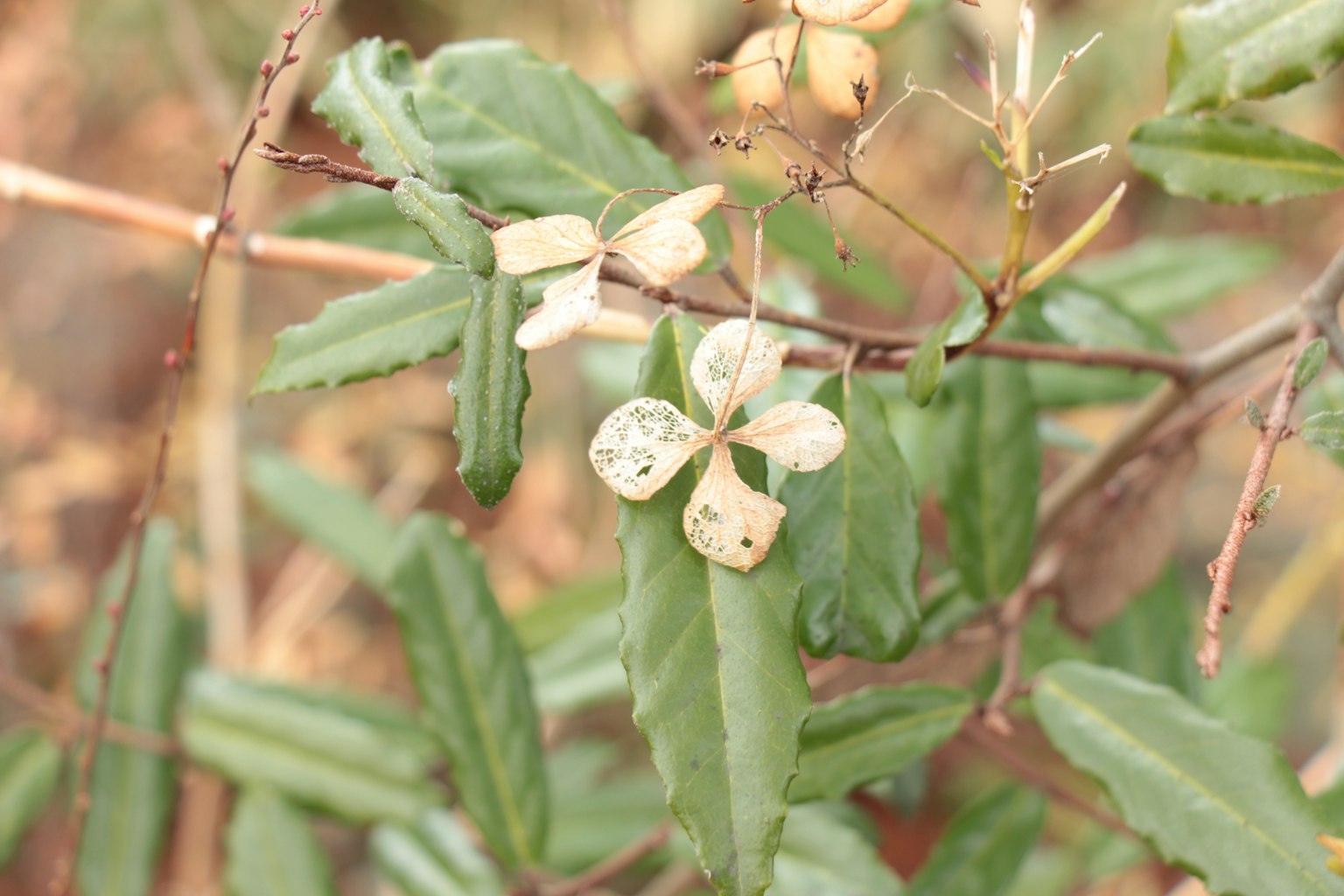 Nahaufnahme einer Pflanze mit grünen Blättern und weißen Blüten