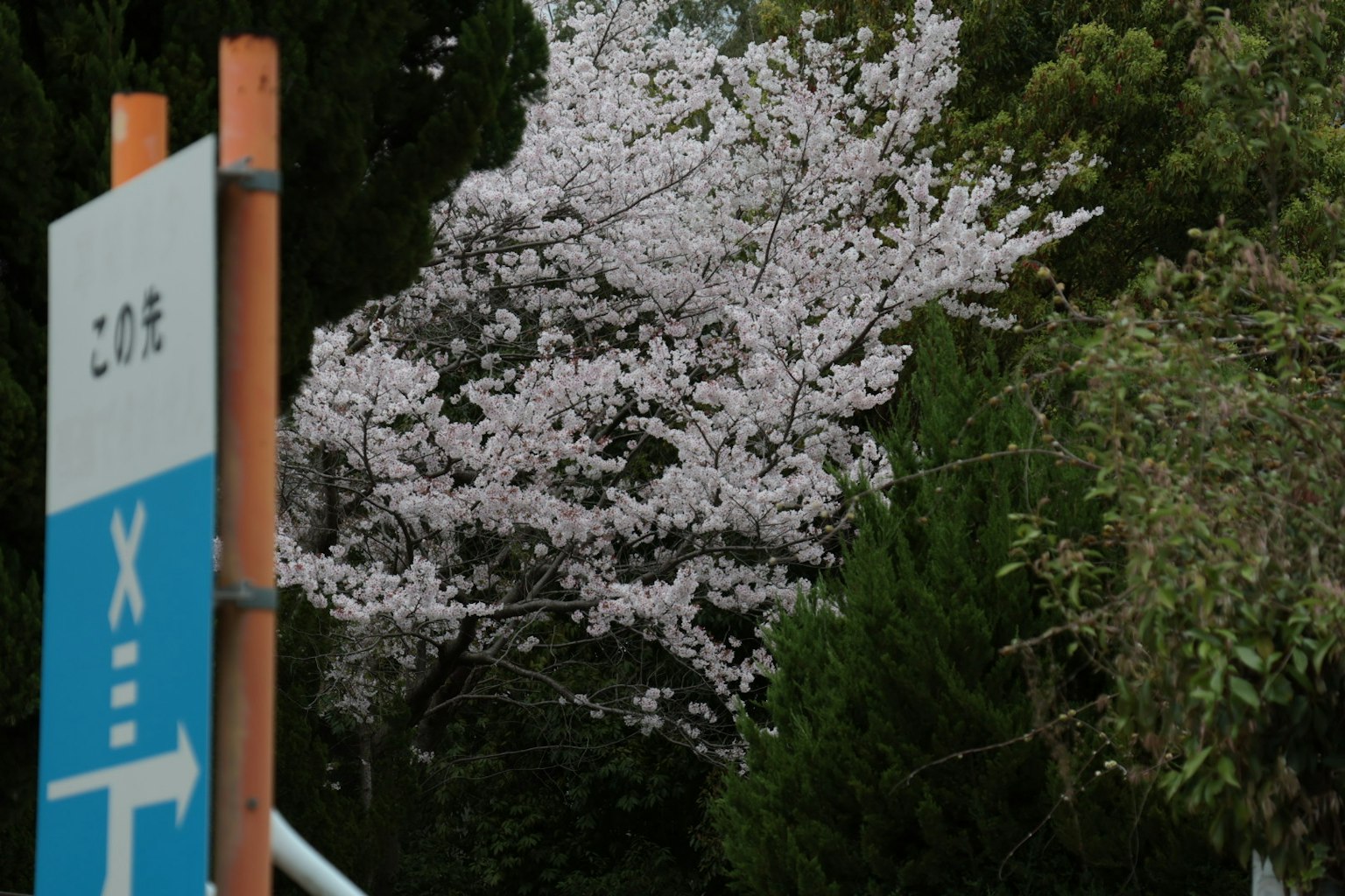 Kirschbaum mit blauem Schild