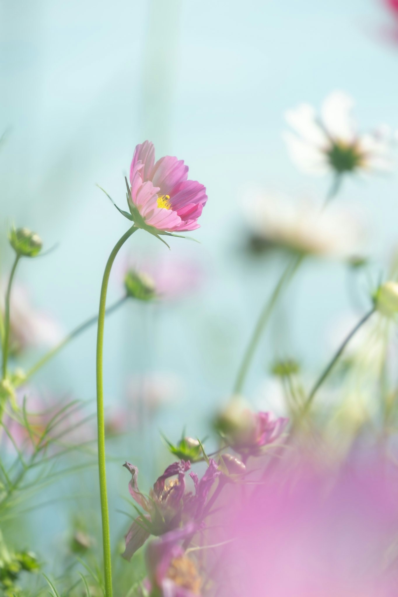 淡い背景のピンクのコスモスの花