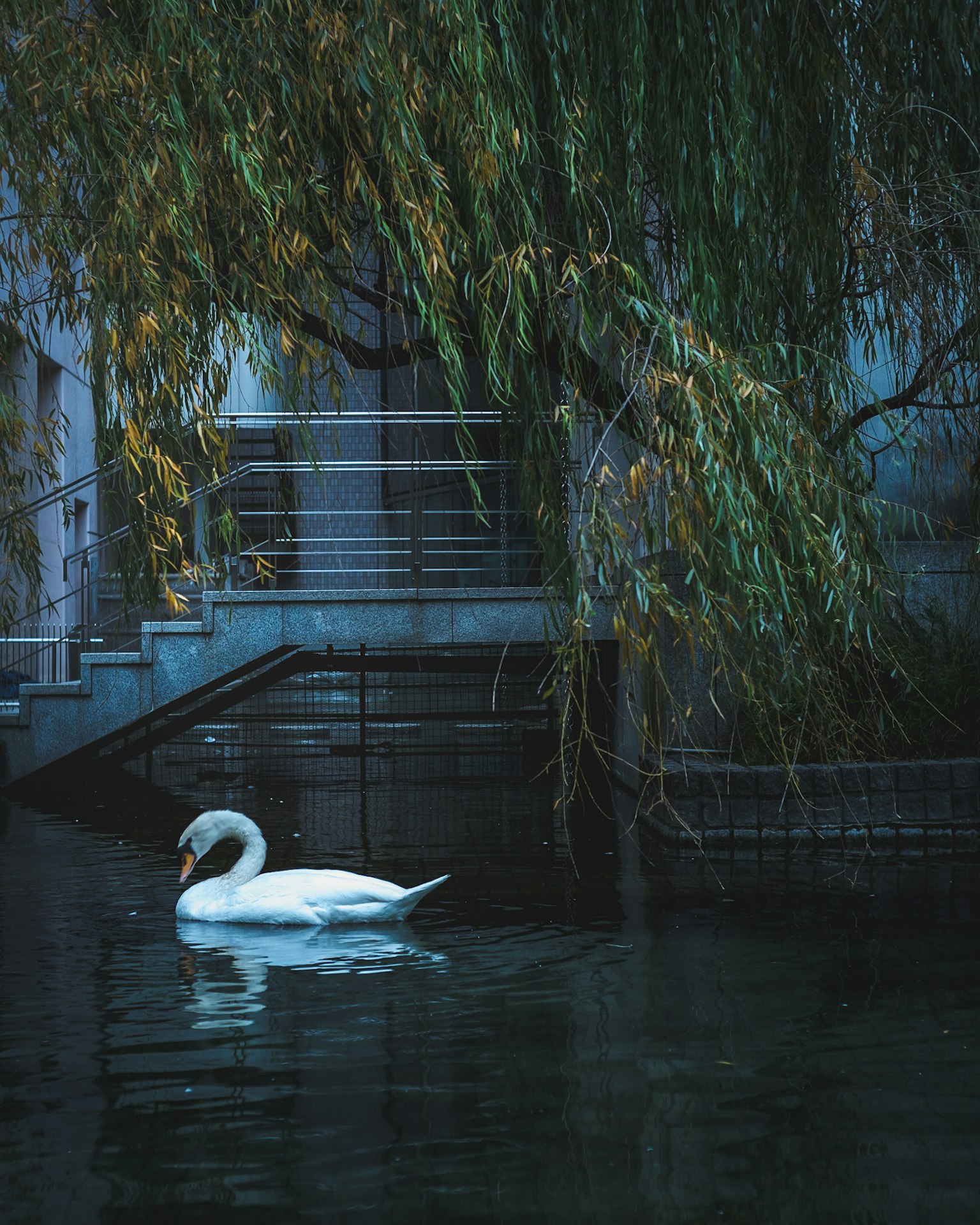 Ein Schwan gleitet über das Wasser mit einem Hintergrund aus grünen Weidenbäumen