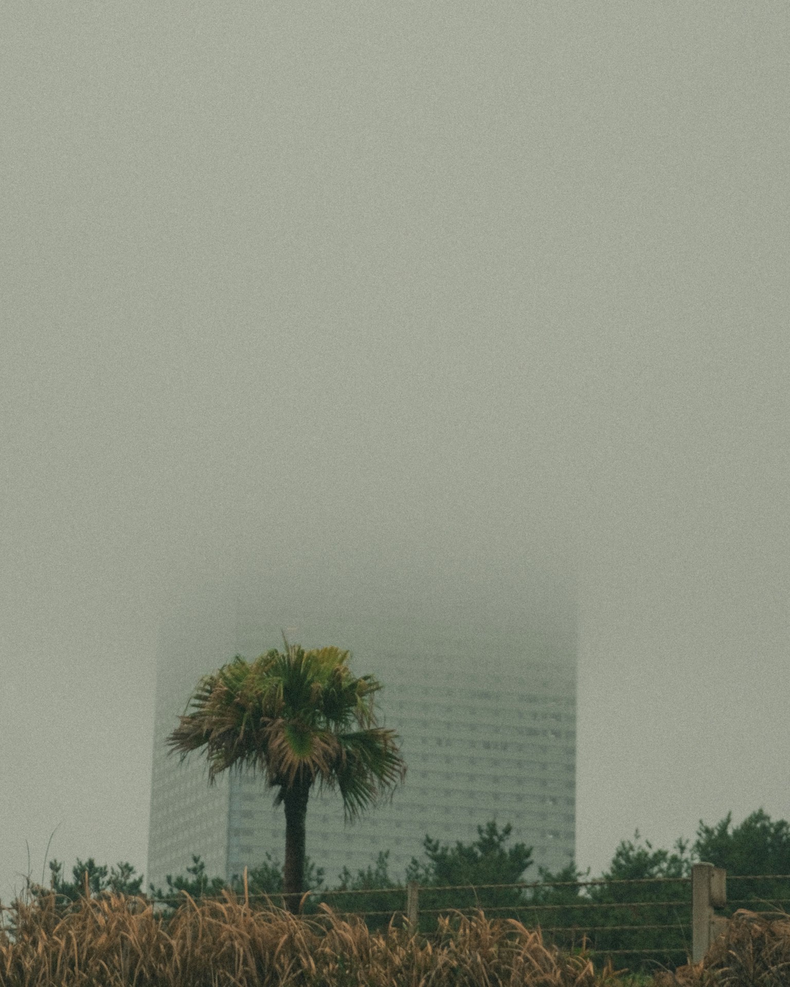 A tall building shrouded in fog with a palm tree in the foreground