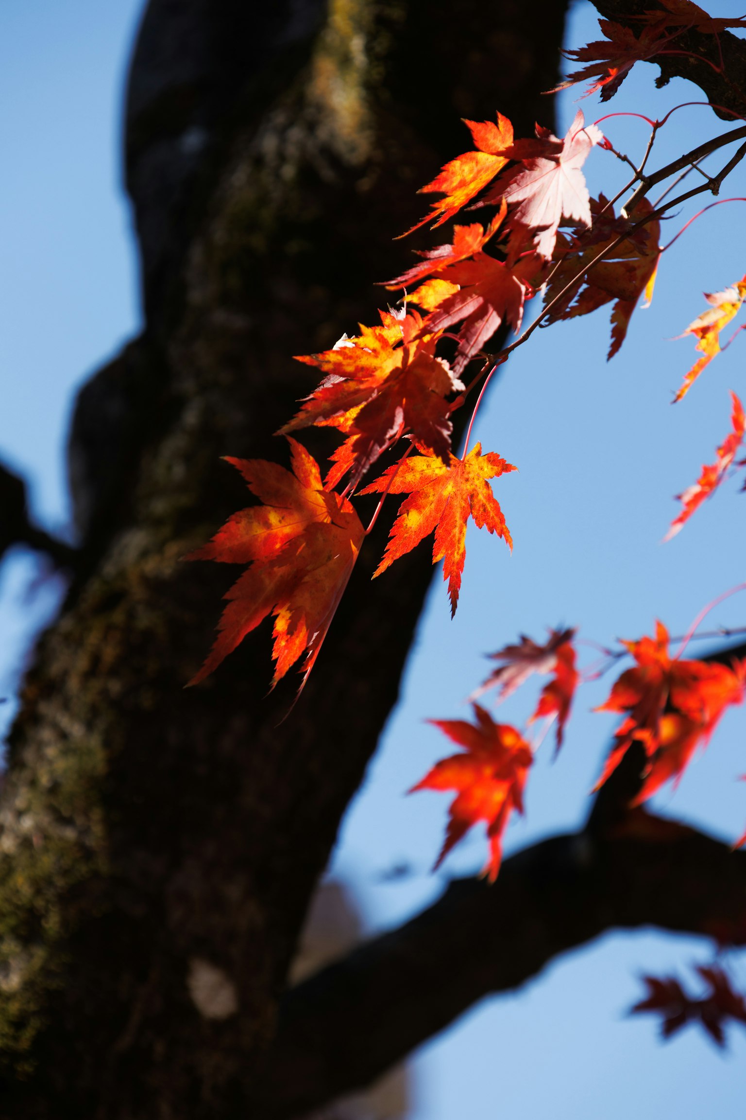 鮮やかな赤い葉が青空の下で輝く秋の木