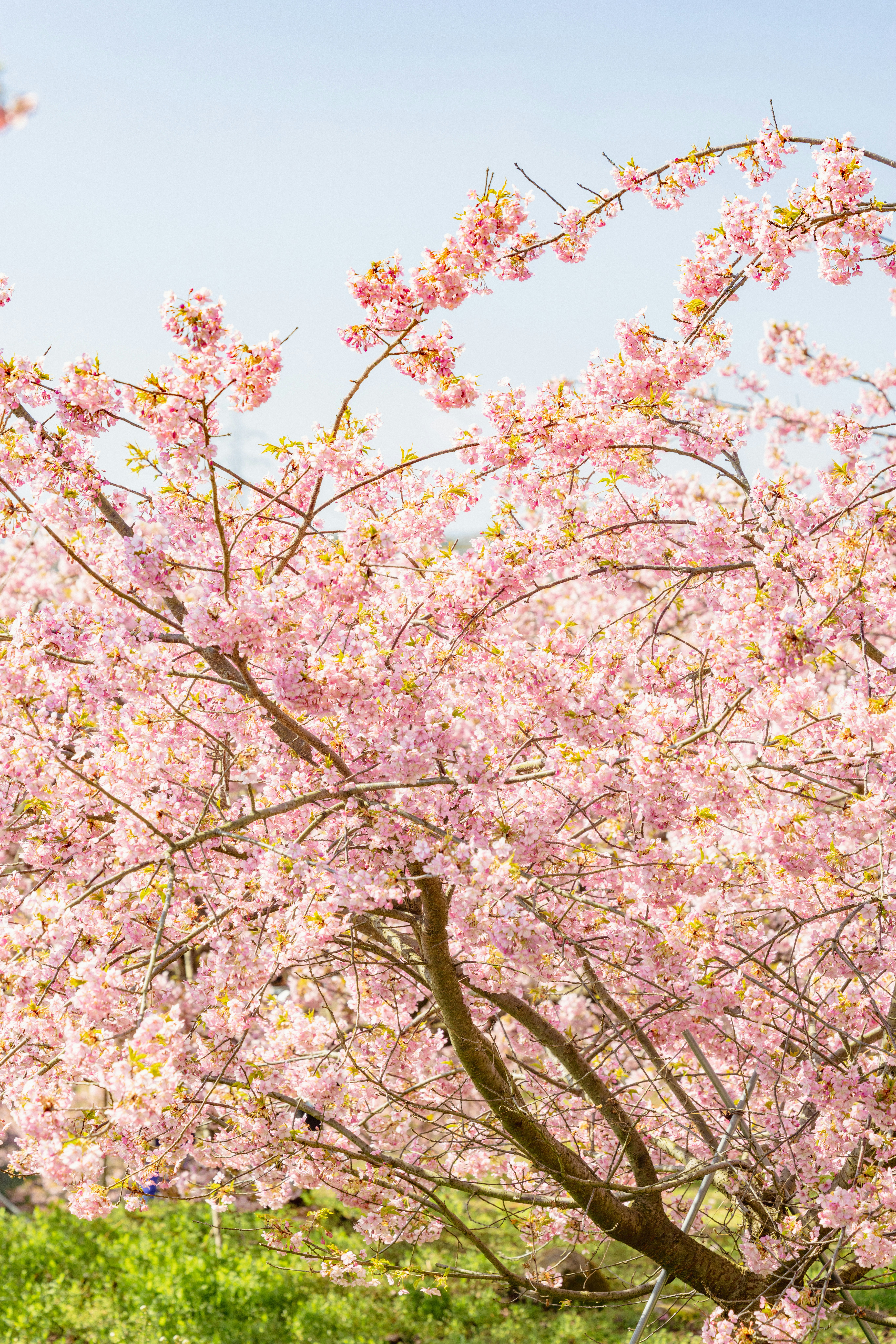 ดอกซากุระคาวาซุ (河津桜) บานเต็มที่ กลีบสีชมพูอ่อน