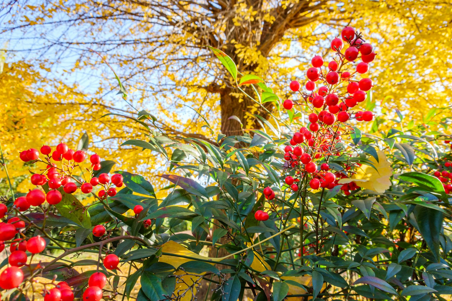 明亮紅色漿果和黃色葉子的風景