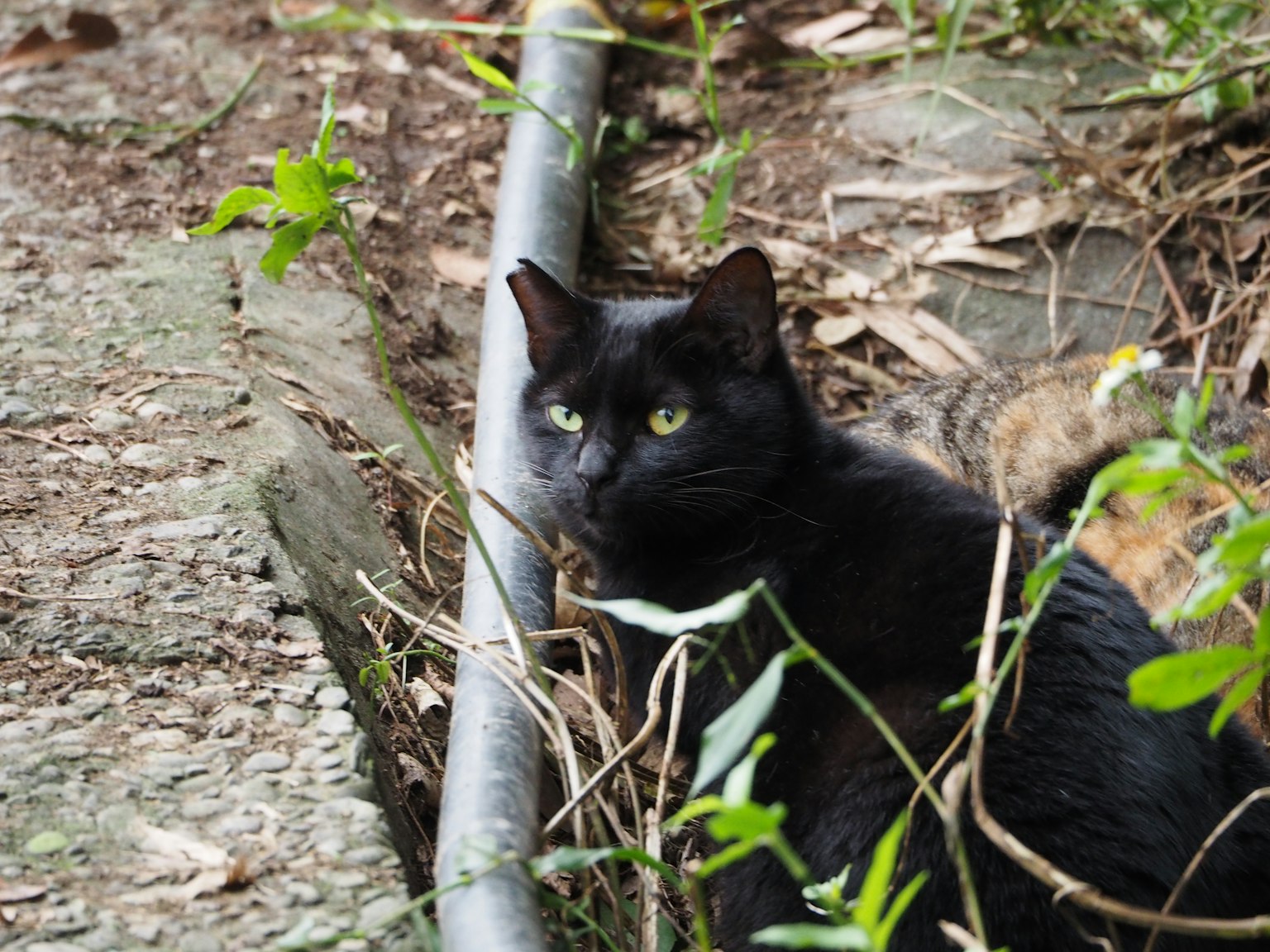 Un chat noir se reposant parmi le feuillage vert et les pierres