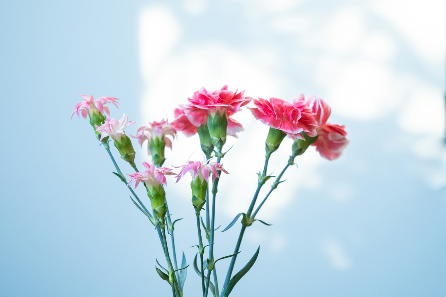 Bouquet of pink carnations against a blue background