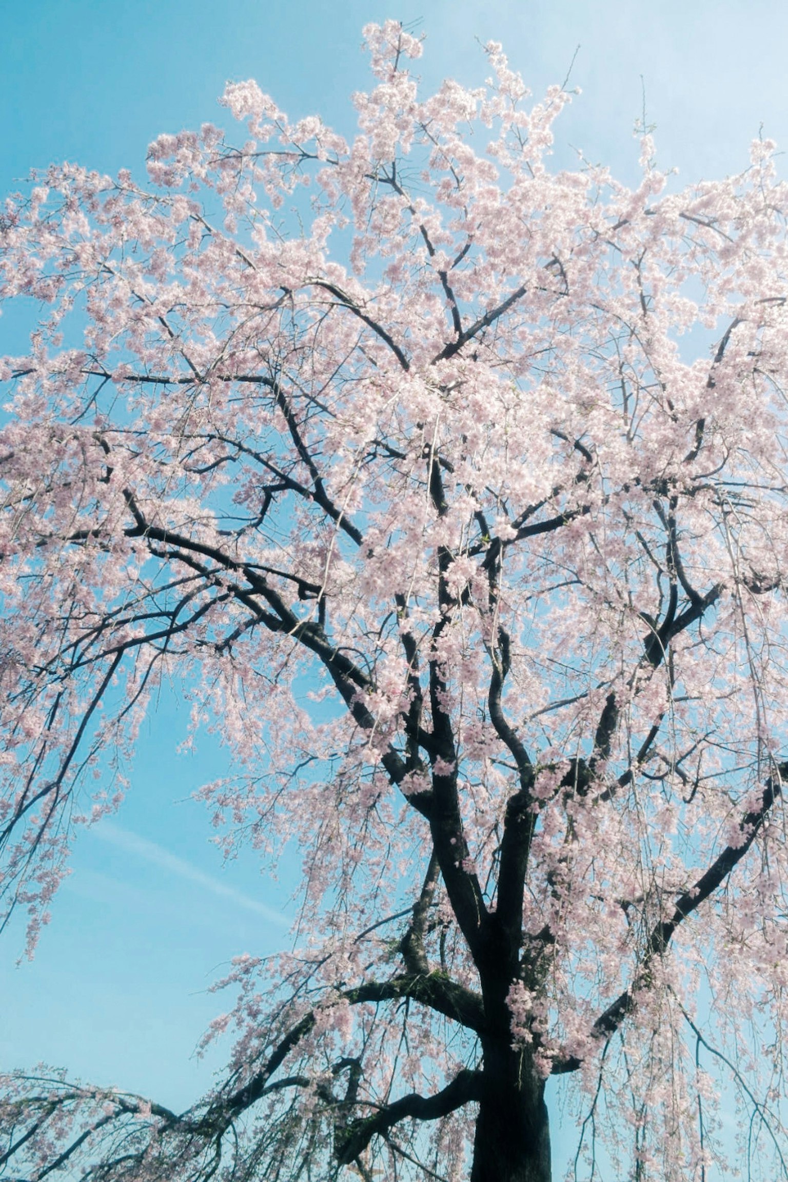 Árbol de cerezo llorón en flor bajo un cielo azul