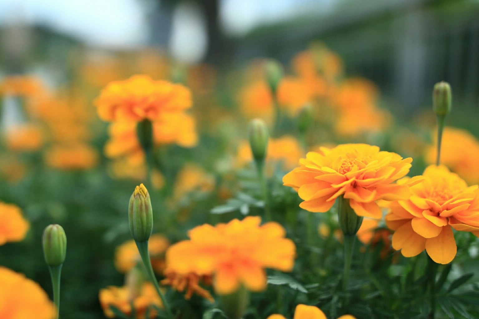 Flores de cempasúchil naranja vibrante floreciendo en un hermoso paisaje