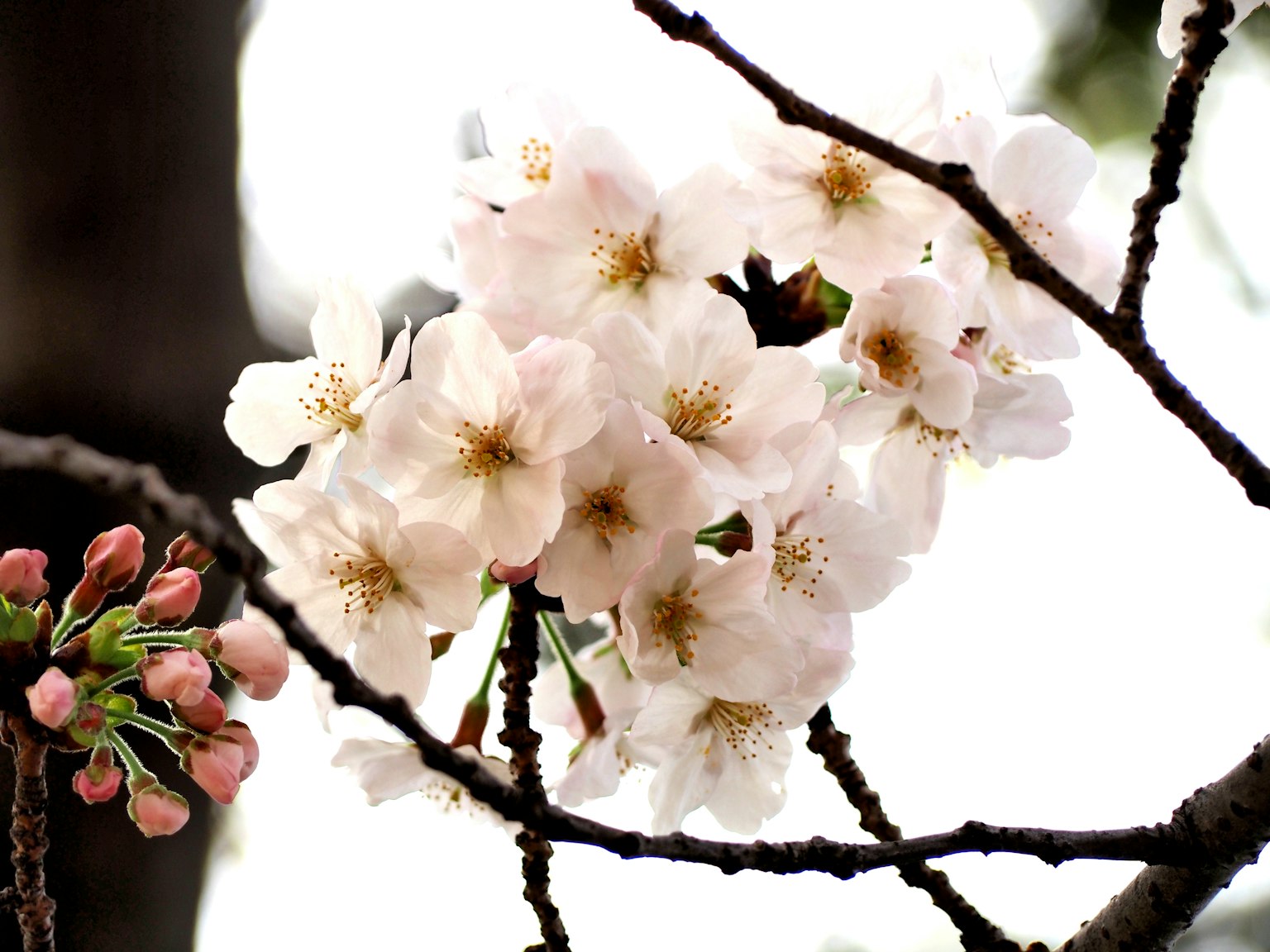 Fleurs de cerisier en fleurs sur des branches