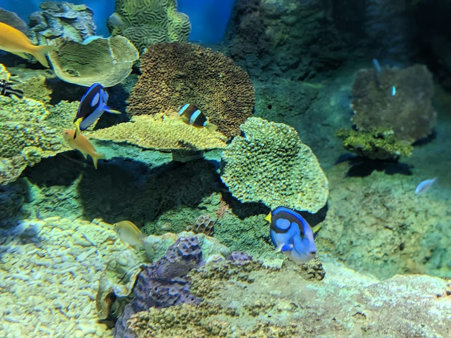 Ikan tropis berwarna-warni berenang di sekitar terumbu karang di bawah air