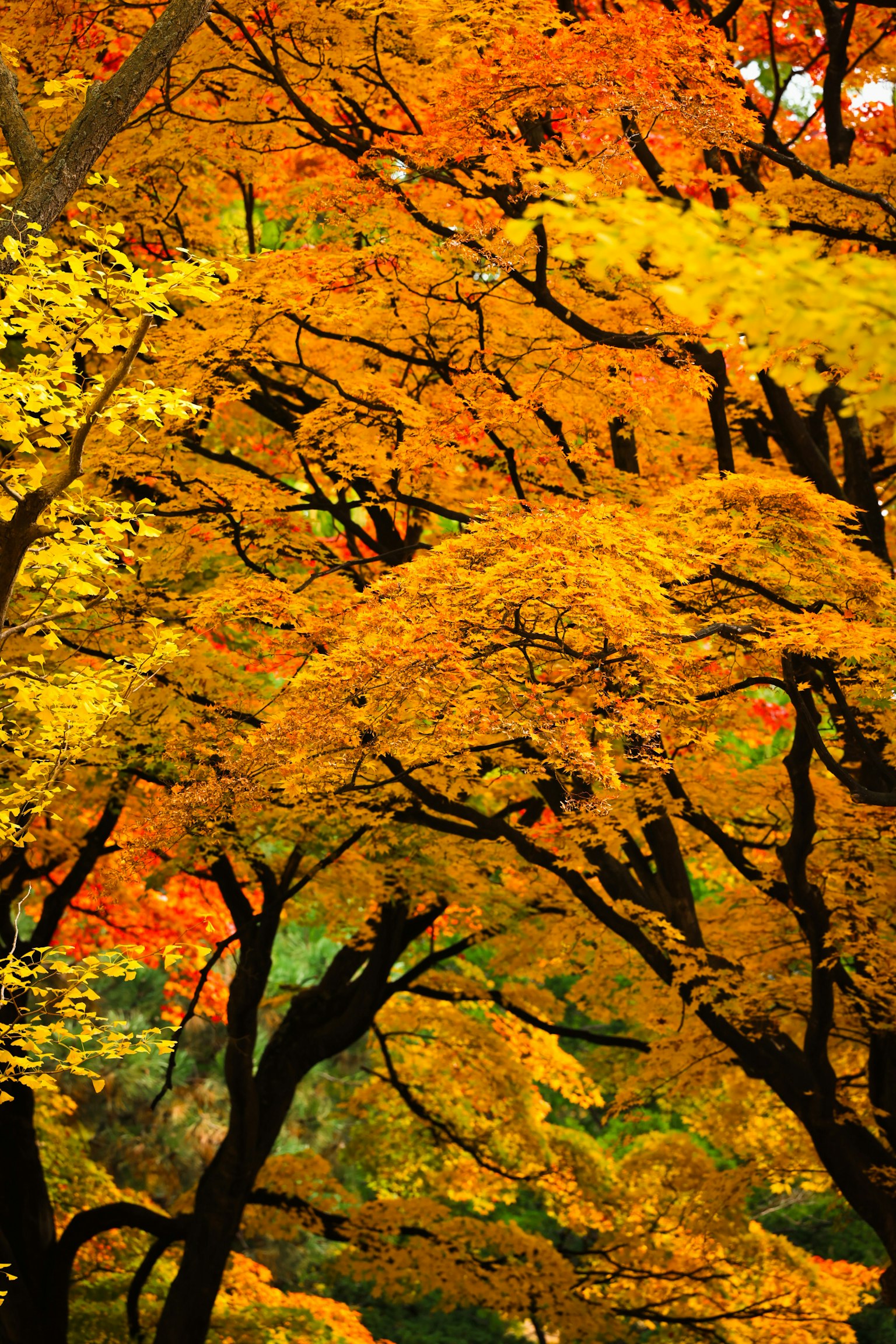 Eine Landschaft mit schönen Bäumen in Herbstfarben