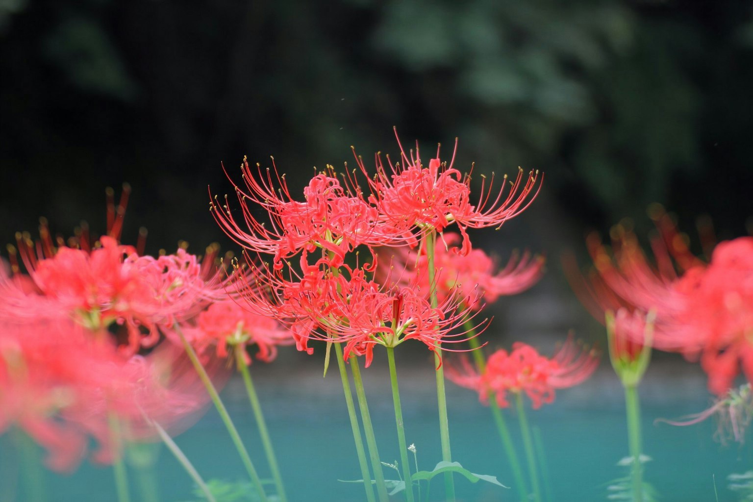 Beautiful scene of red spider lilies blooming near water