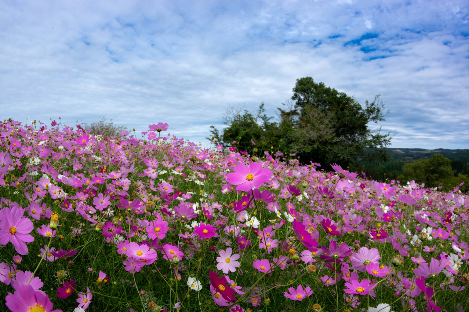 Eine Landschaft mit rosa Blumen unter einem blauen Himmel