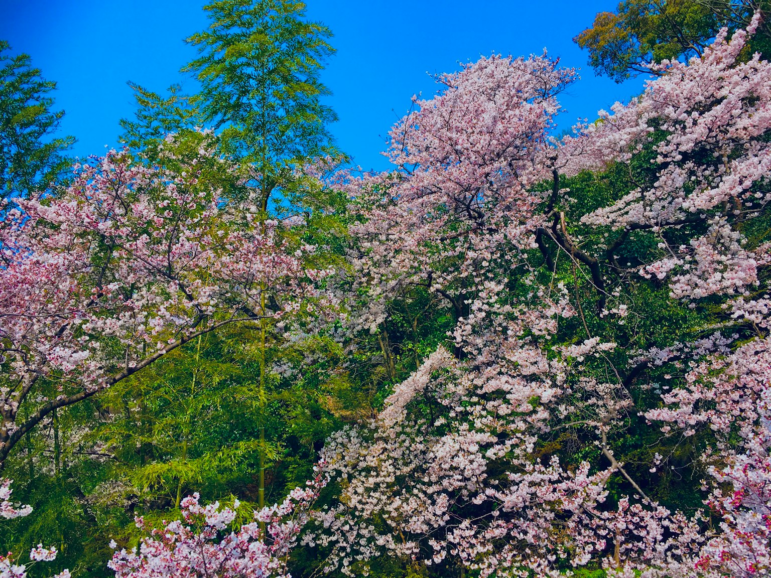 Cherry blossom trees blooming under a blue sky with green bamboo