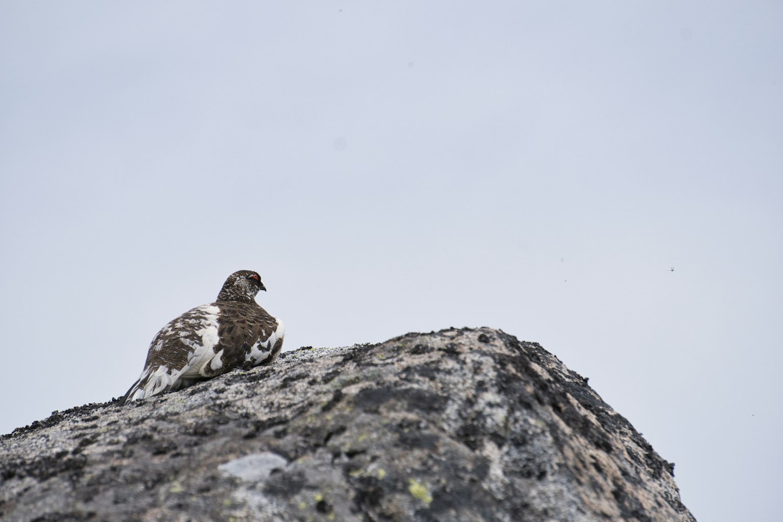 A brown and white bird sitting on a rock
